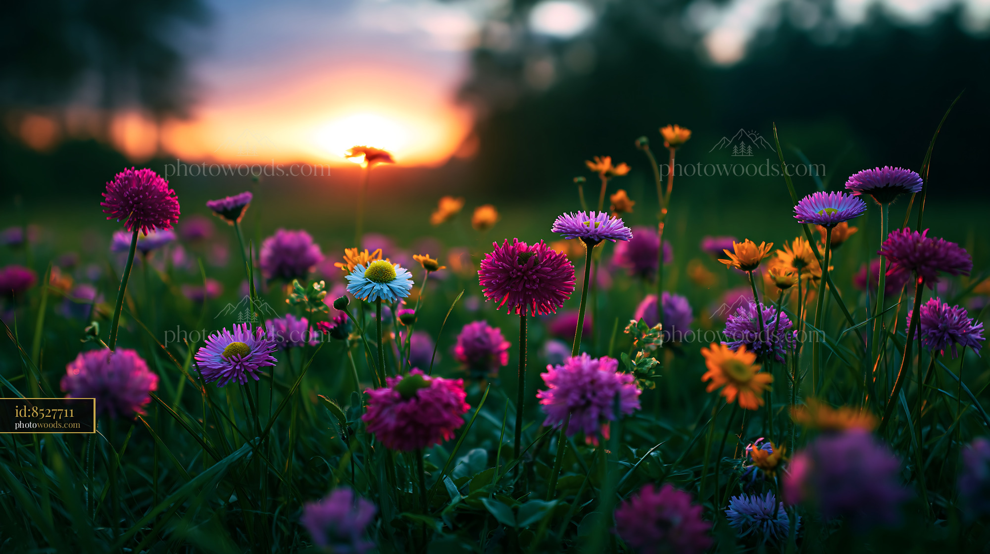 Flowers Bloom in Meadow During Sunset With Colorful Petals