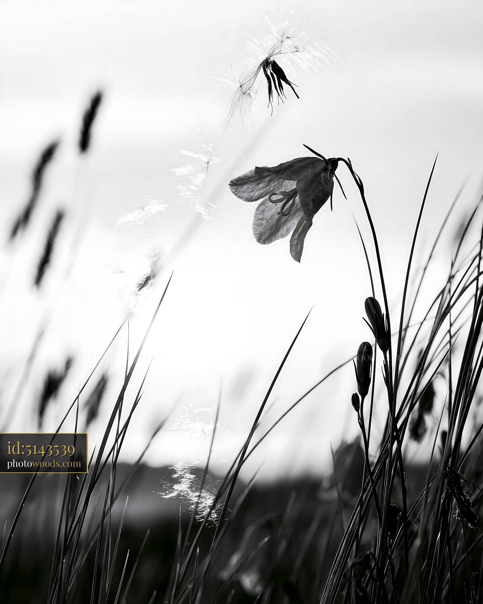 Harebell Flower in Natural Setting With Wind