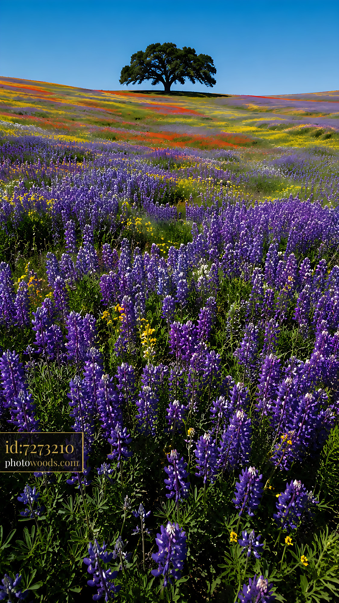 Flowers Cover the Field Under the Tree in Clear Blue Sky