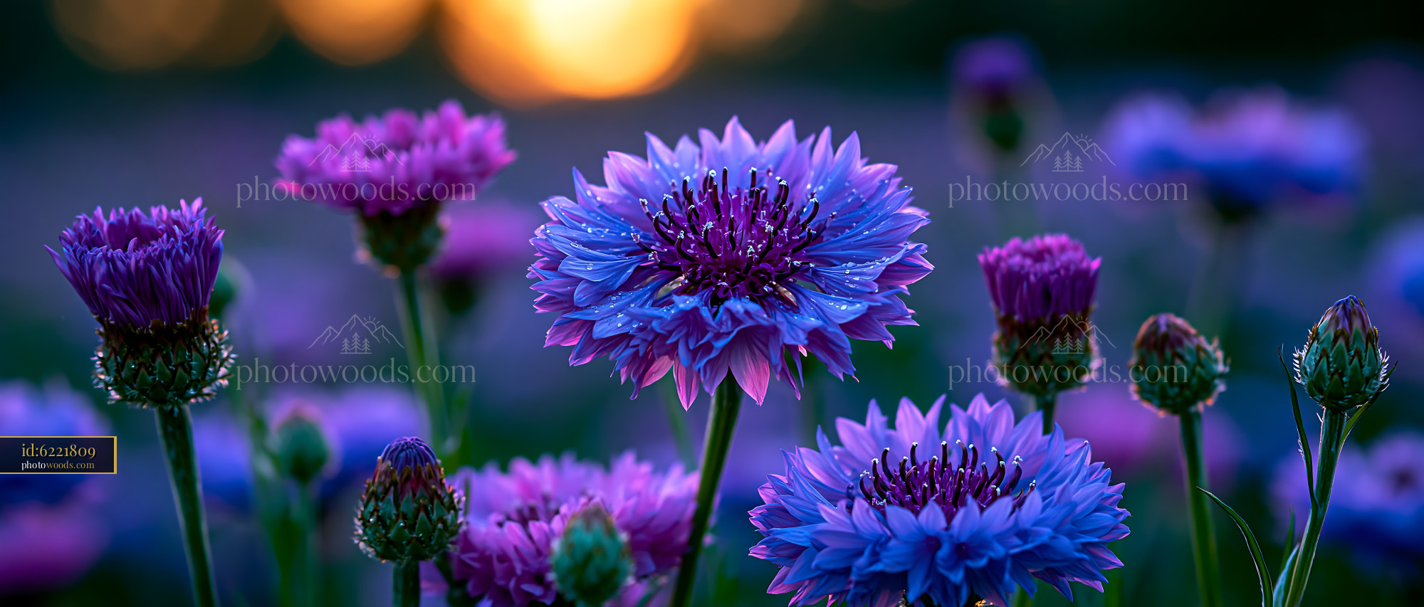 Flowers Bloom in Vibrant Colors During Sunset at a Garden