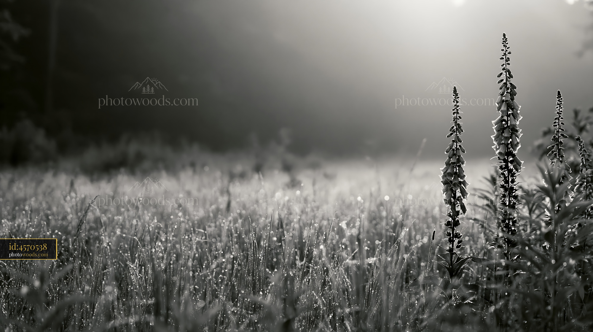 Foxglove Flowers in Morning Dew at Forest Edge