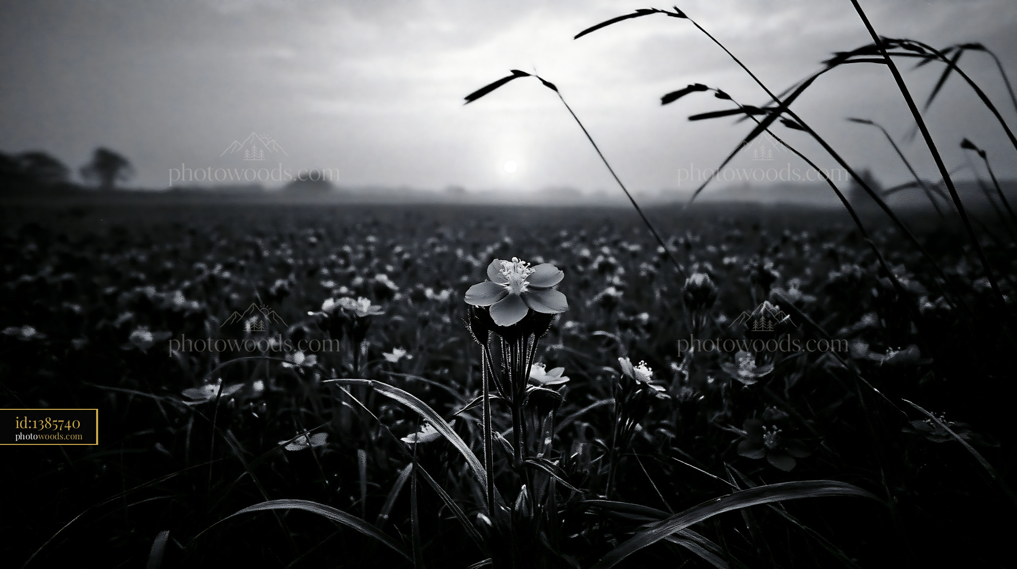 Pimpernel Flower Blooming in a Field During Golden Hour