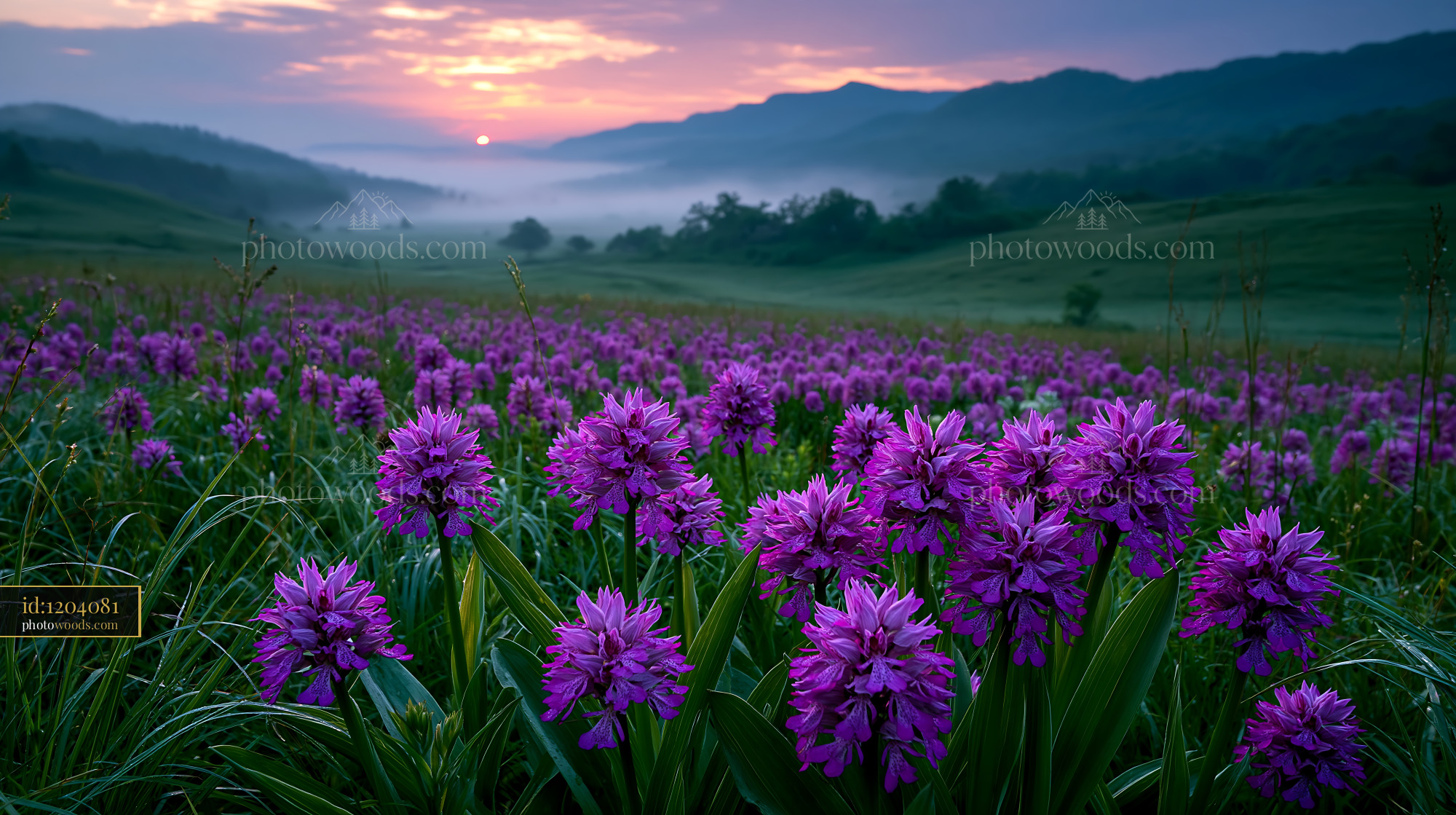 Military Orchids in a Meadow During Morning Haze