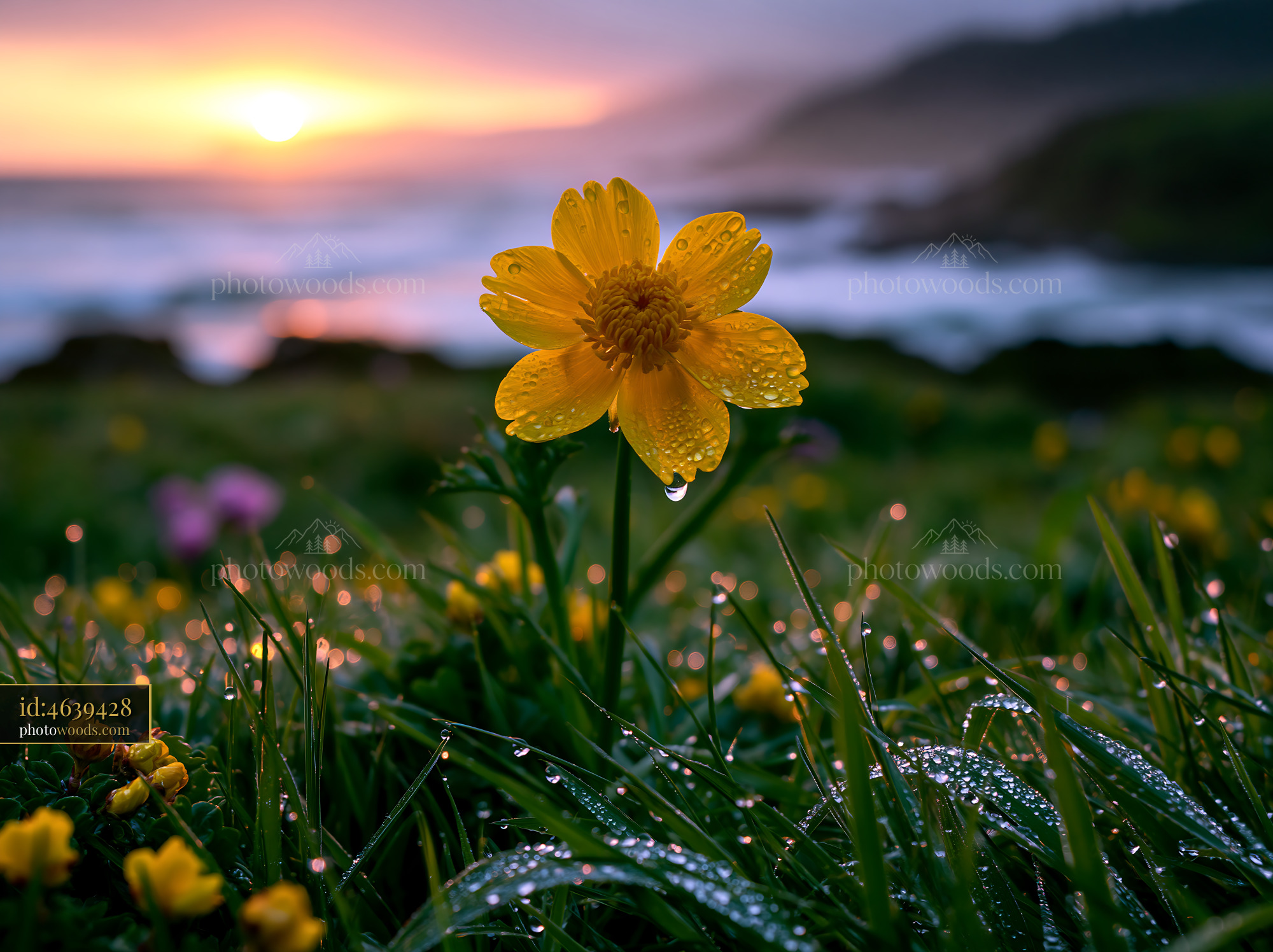 Flower Standing in the Grass With Water Droplets at Sunset