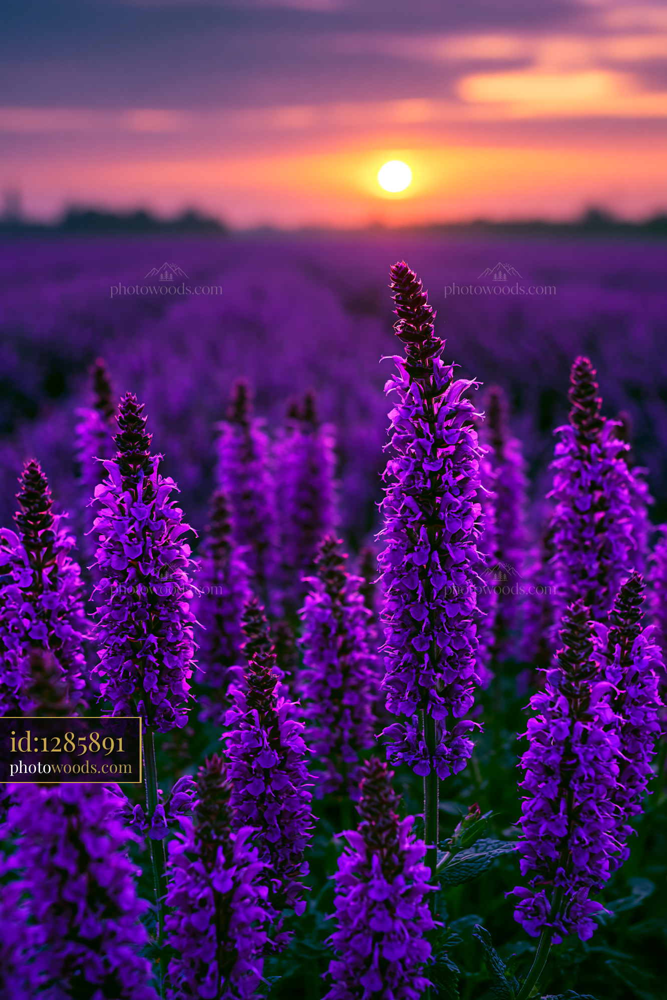 Purple Flowers Bloom in Field Under Sunset Sky
