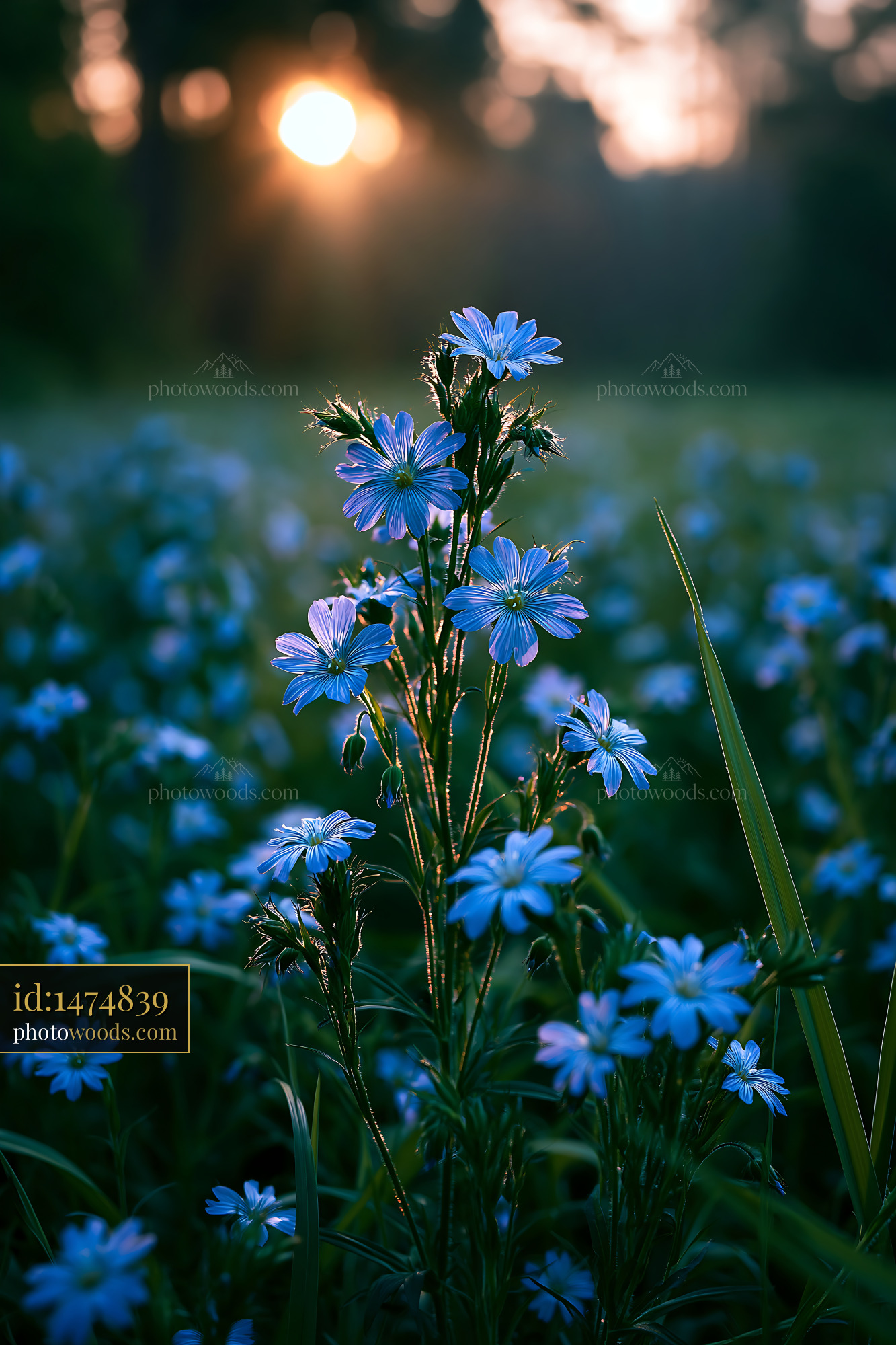 Wildflowers Bloom in a Field During Sunset With Soft Light