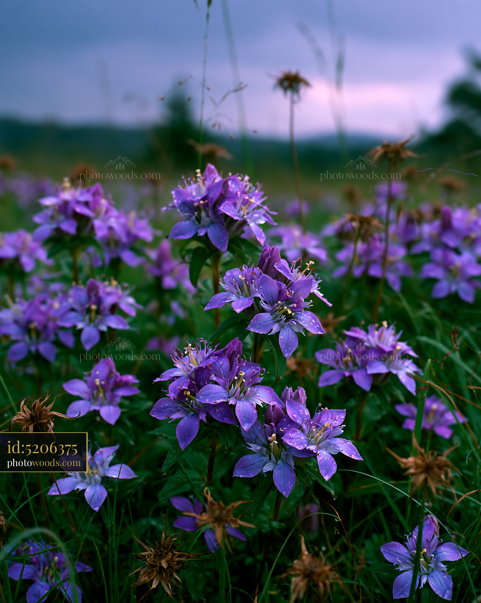 Marsh Gentians in Bloom on a Damp Meadow