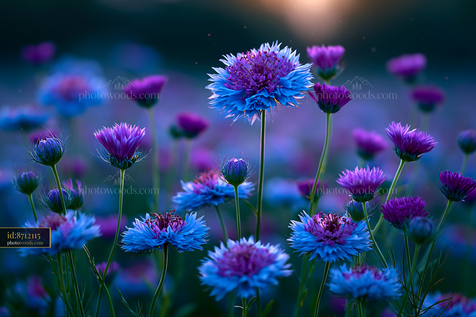 Flowers Bloom in a Meadow During Sunset With Vibrant Colors