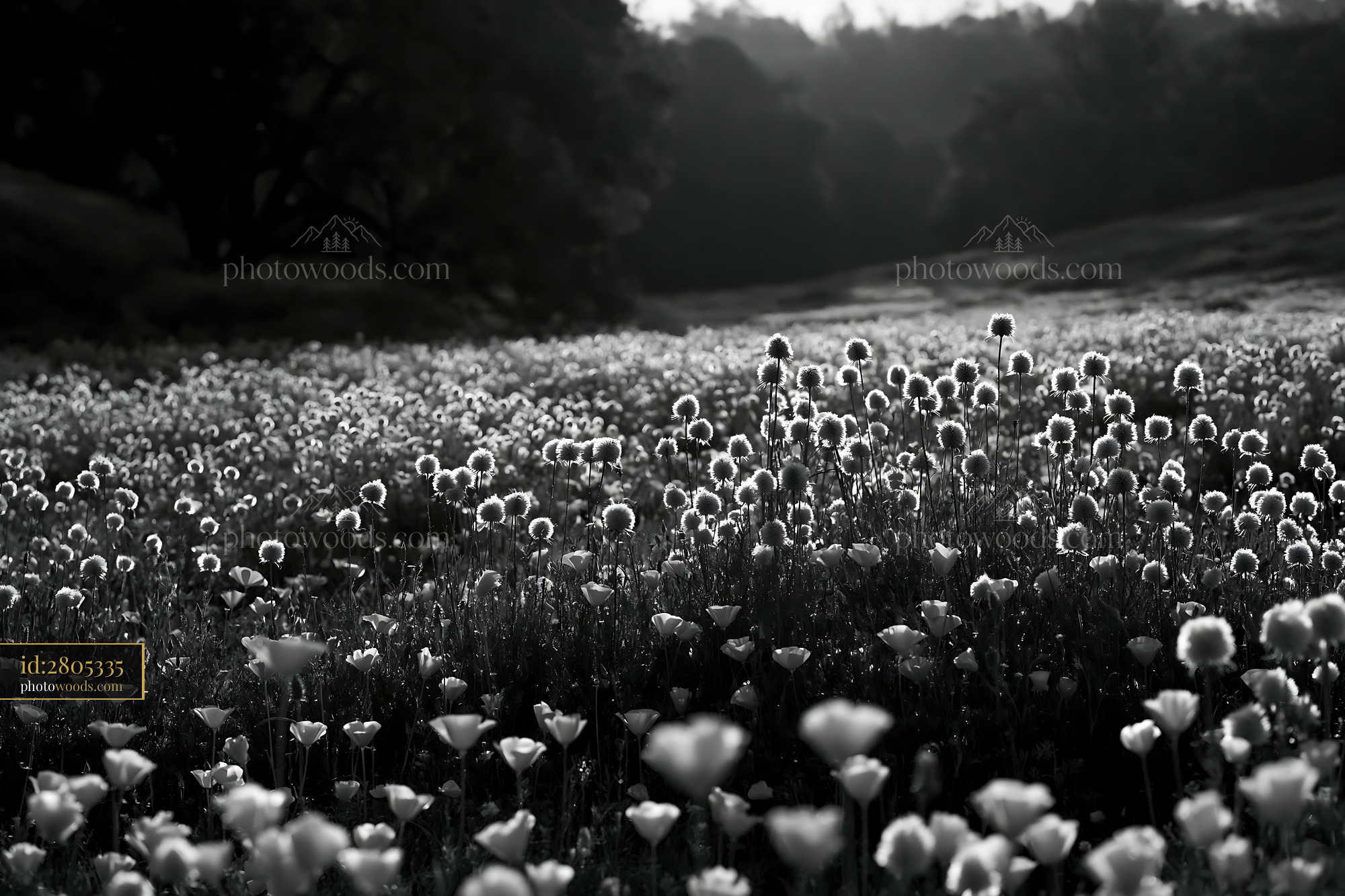Meadow Sage Flowers Blooming in a Field During Golden Hour
