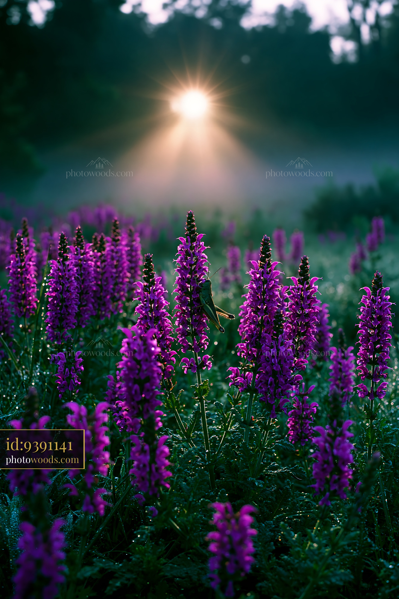 Meadow Sage Blooming Under Golden Hour Light in a Misty Meadow