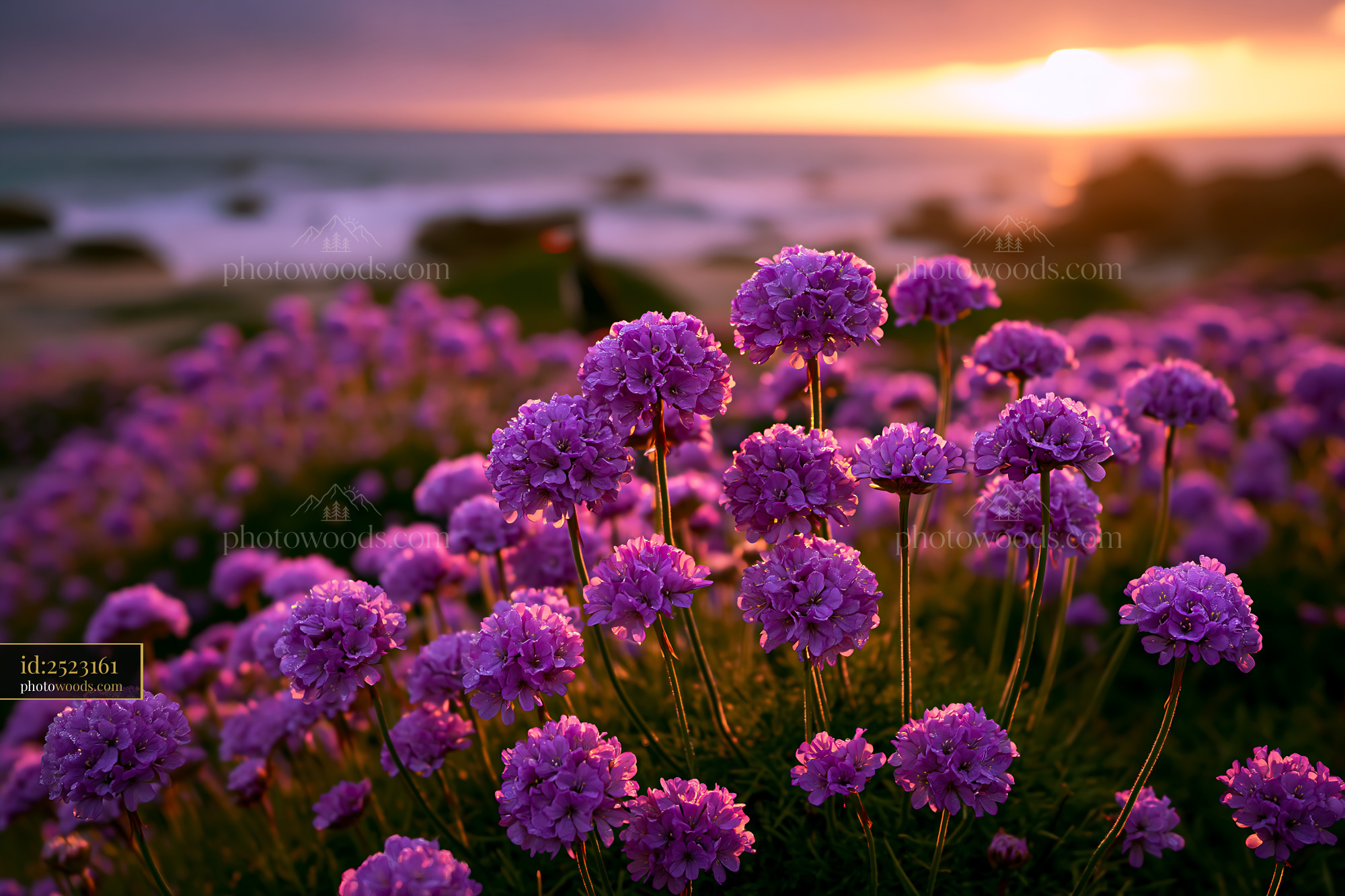 Purple Flowers Bloom at Sunset Near the Beach