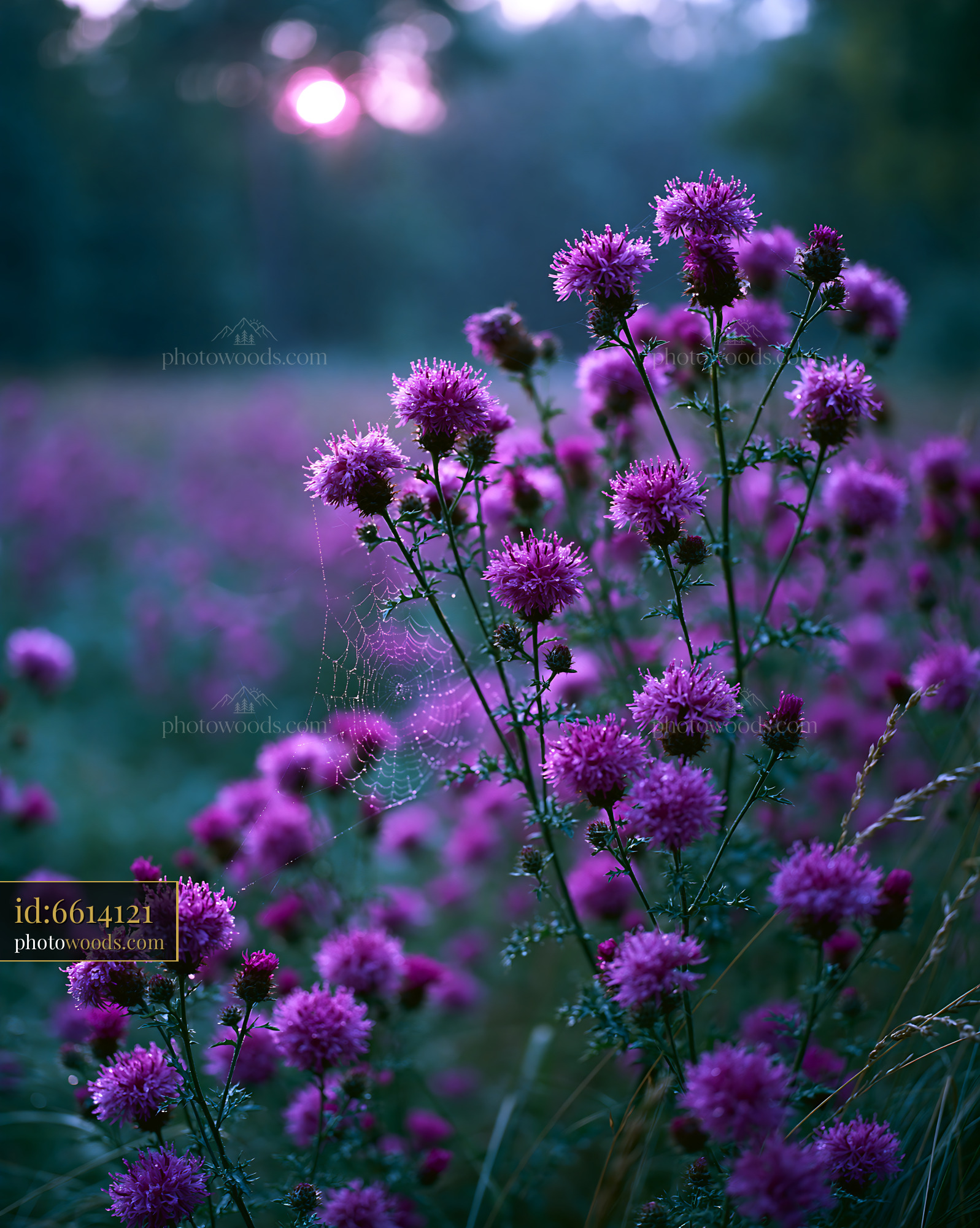 Thistle Wildflowers Blooming in Meadow at Sunset