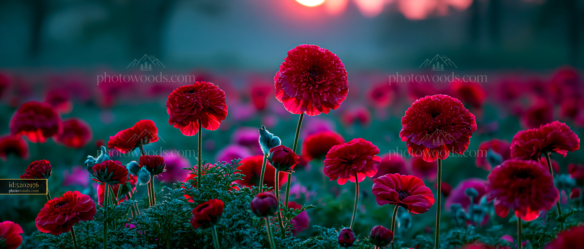 Flowers Bloom in a Field as Sunset Casts Warm Light