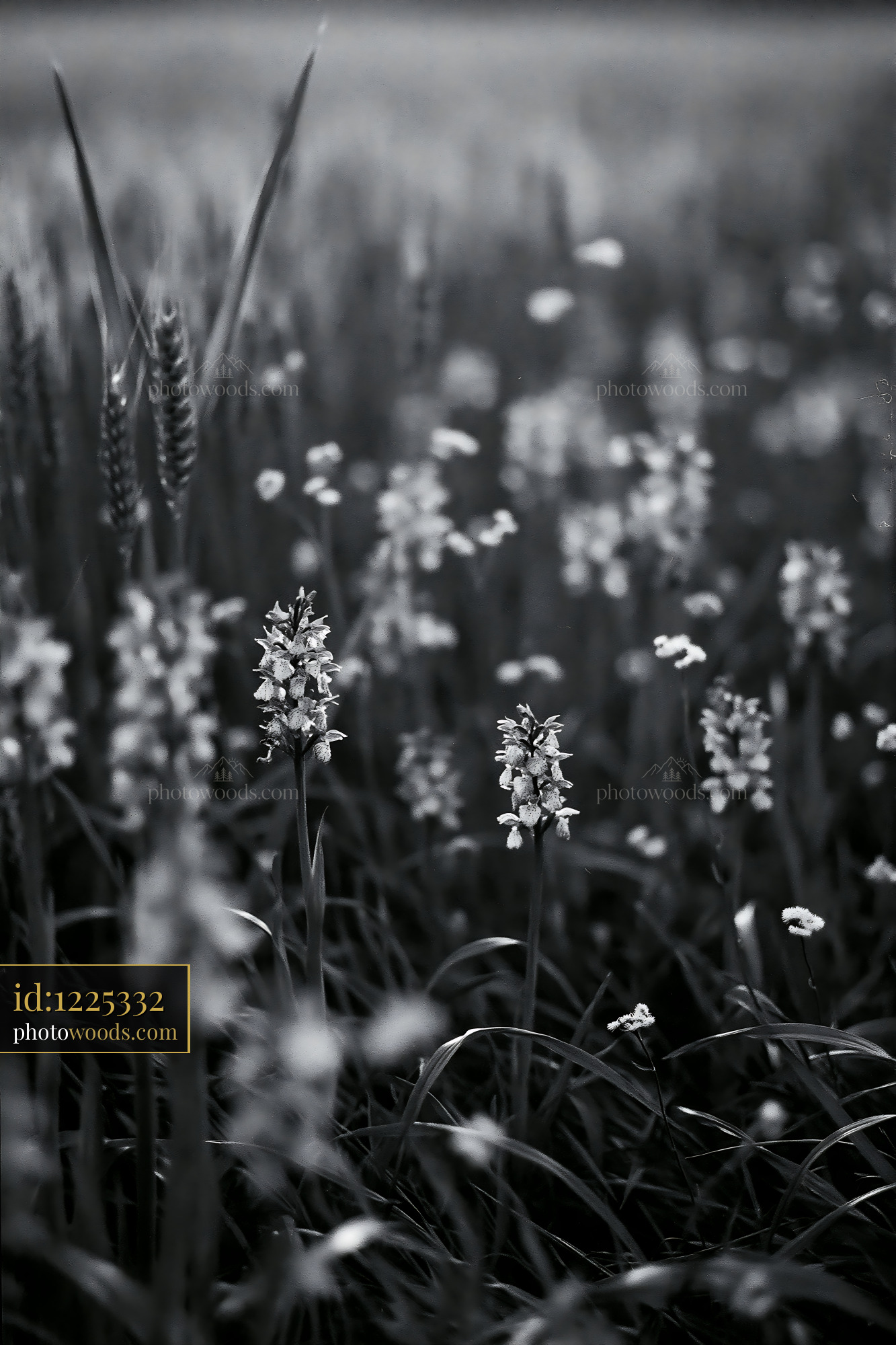 Dandelion Blooming in a Meadow During Springtime