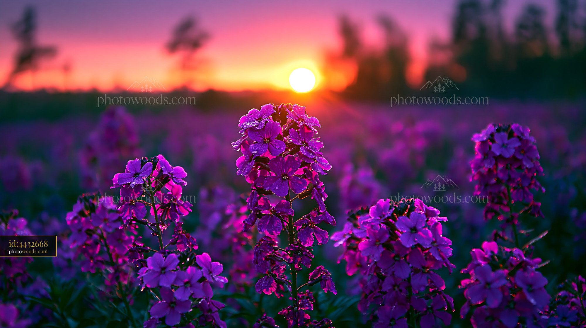 Flowers Bloom in Field During Sunset With Vibrant Colors