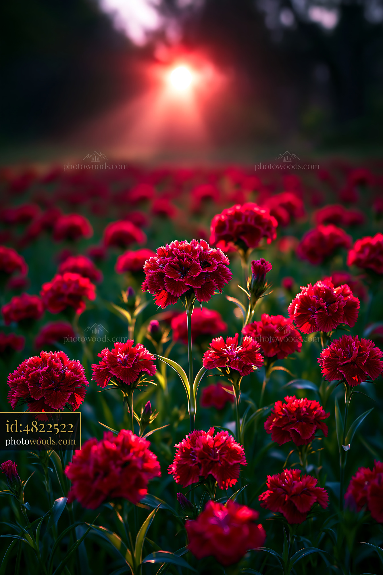 Red Flowers Bloom in a Field at Sunset Under Soft Light
