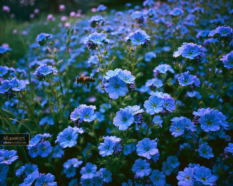 Forget-me-not Flowers Blooming in a Meadow During Springtime