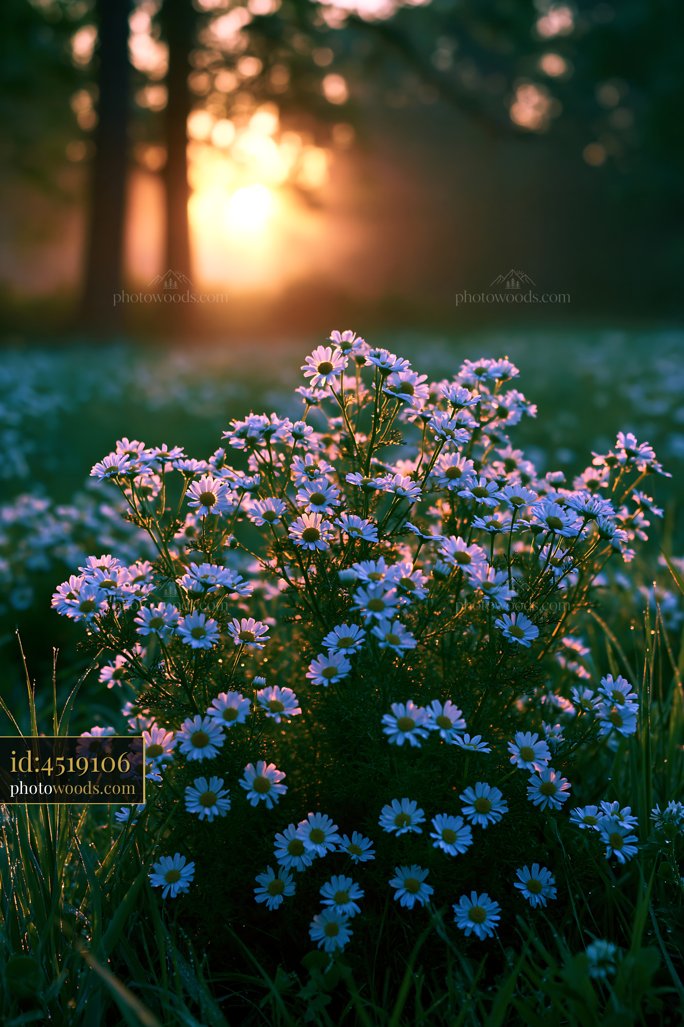 Flowers Bloom in Field at Sunset With Trees in Background