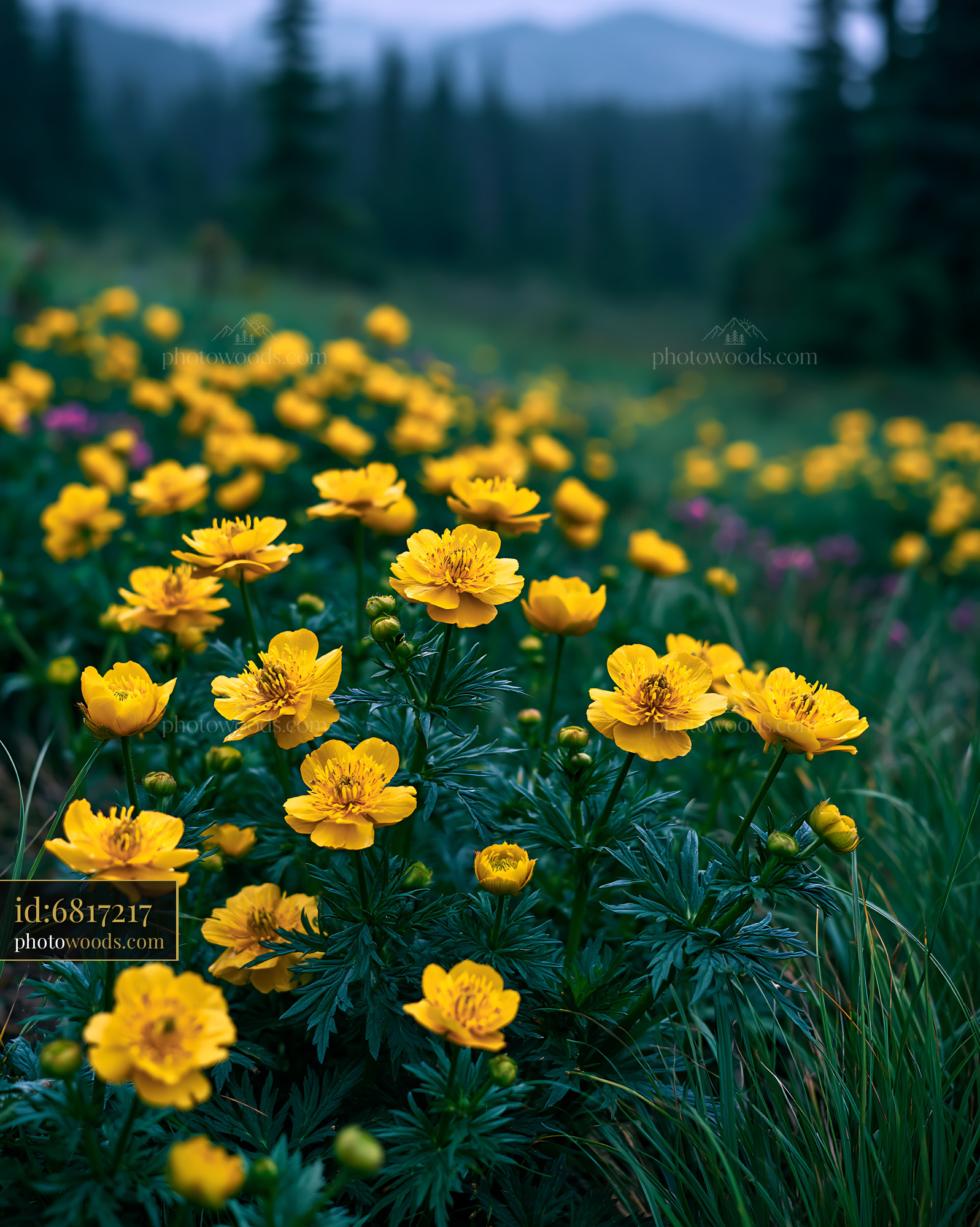 Glacier Buttercups in High Meadow During Early Evening Light