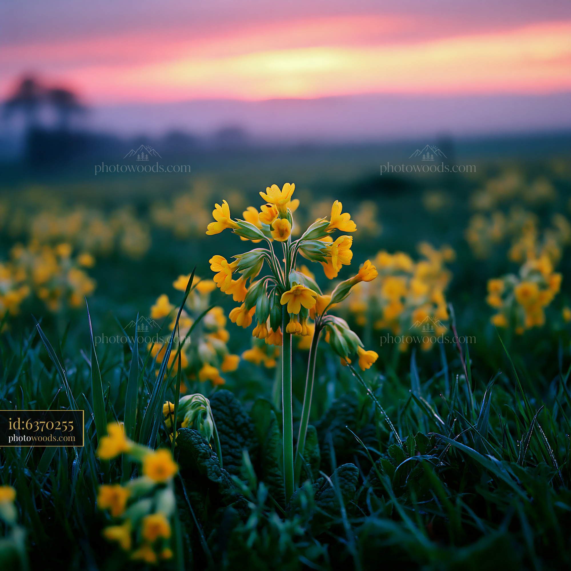 Cowslip Wildflower Blossoms in a Meadow at Sunset