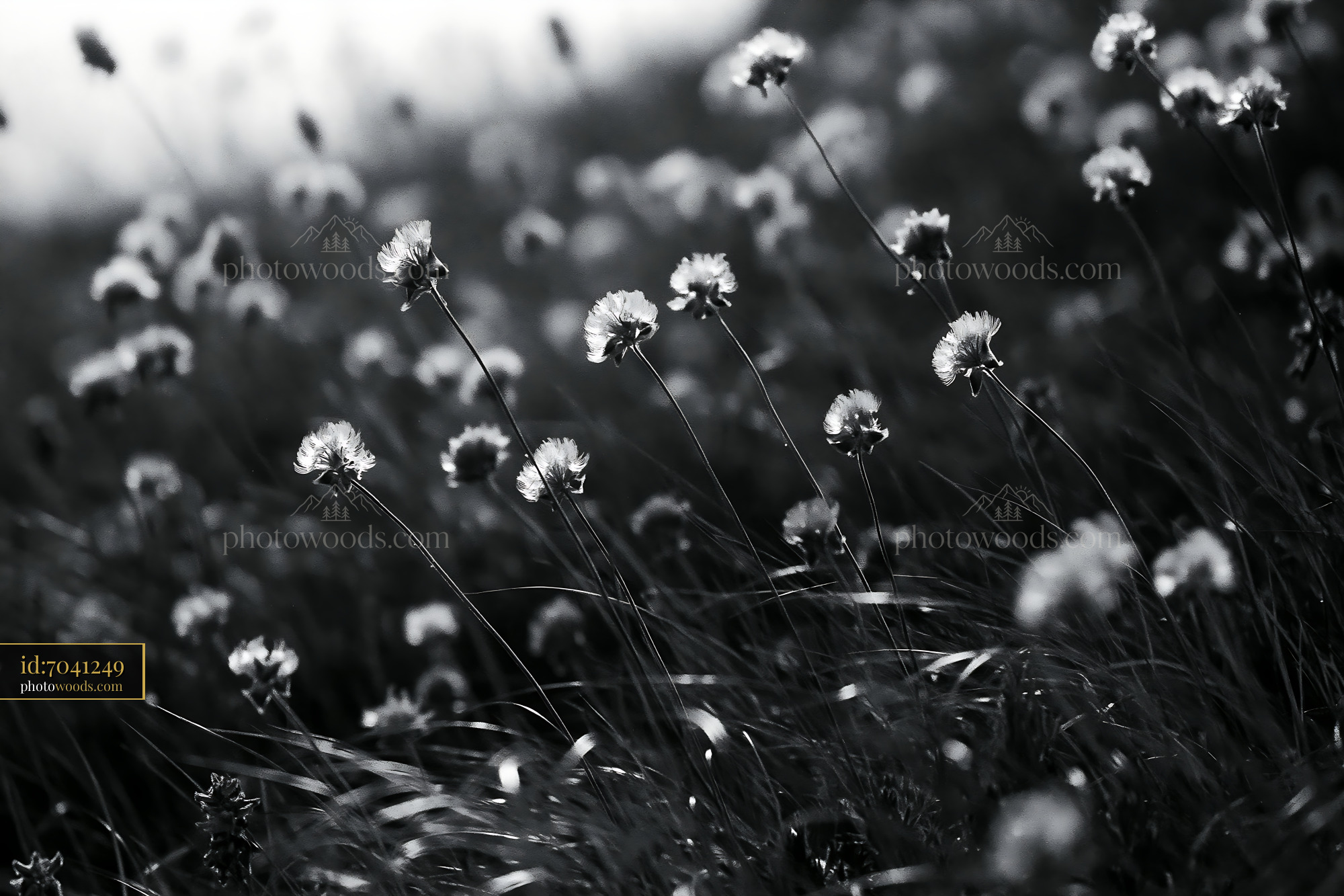 Clover Blooms in Wild Meadow During Springtime