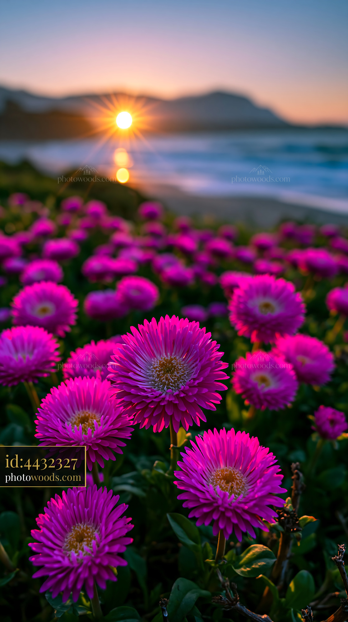 Purple Flowers Bloom at Sunset Near the Beach With Ocean Waves