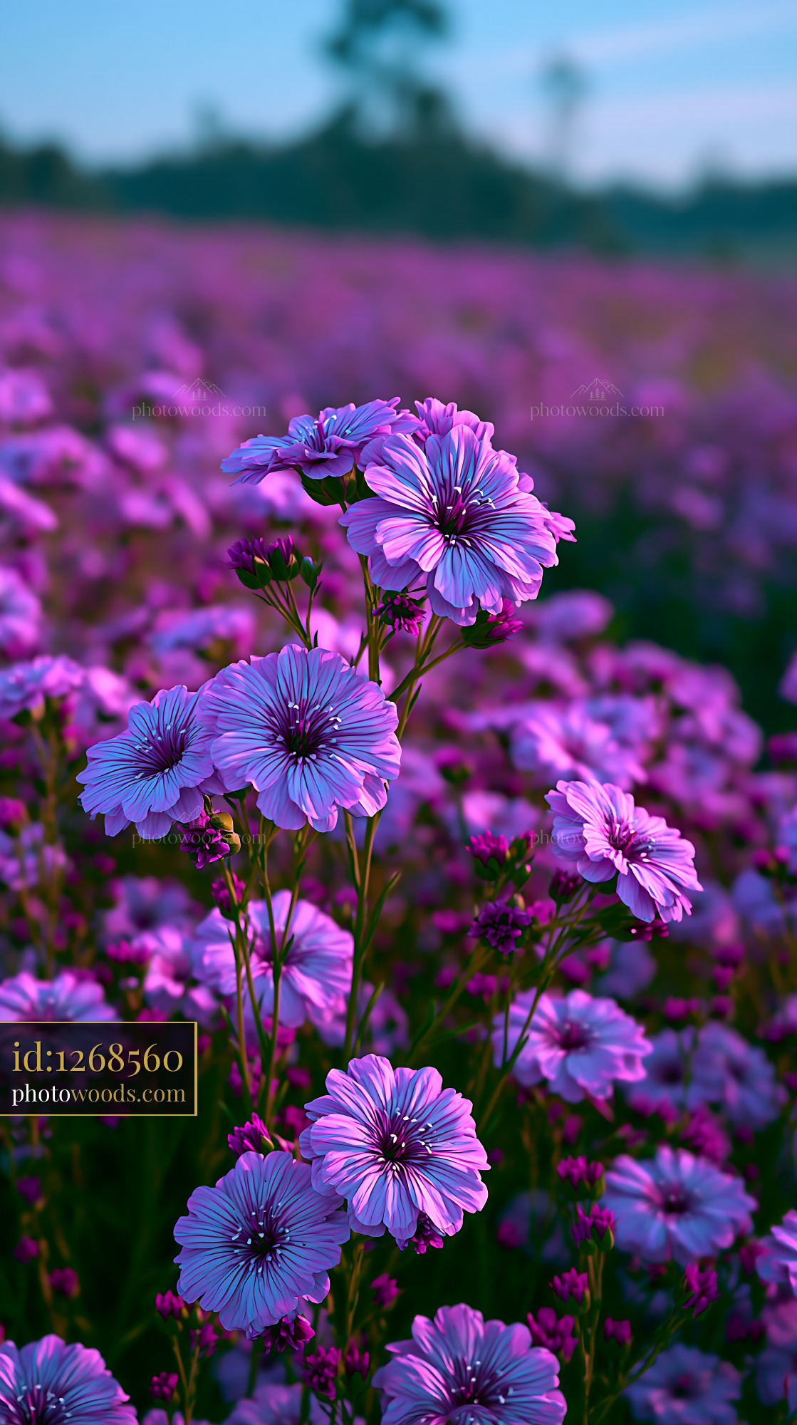 Purple Flowers Bloom in a Field Under Morning Light