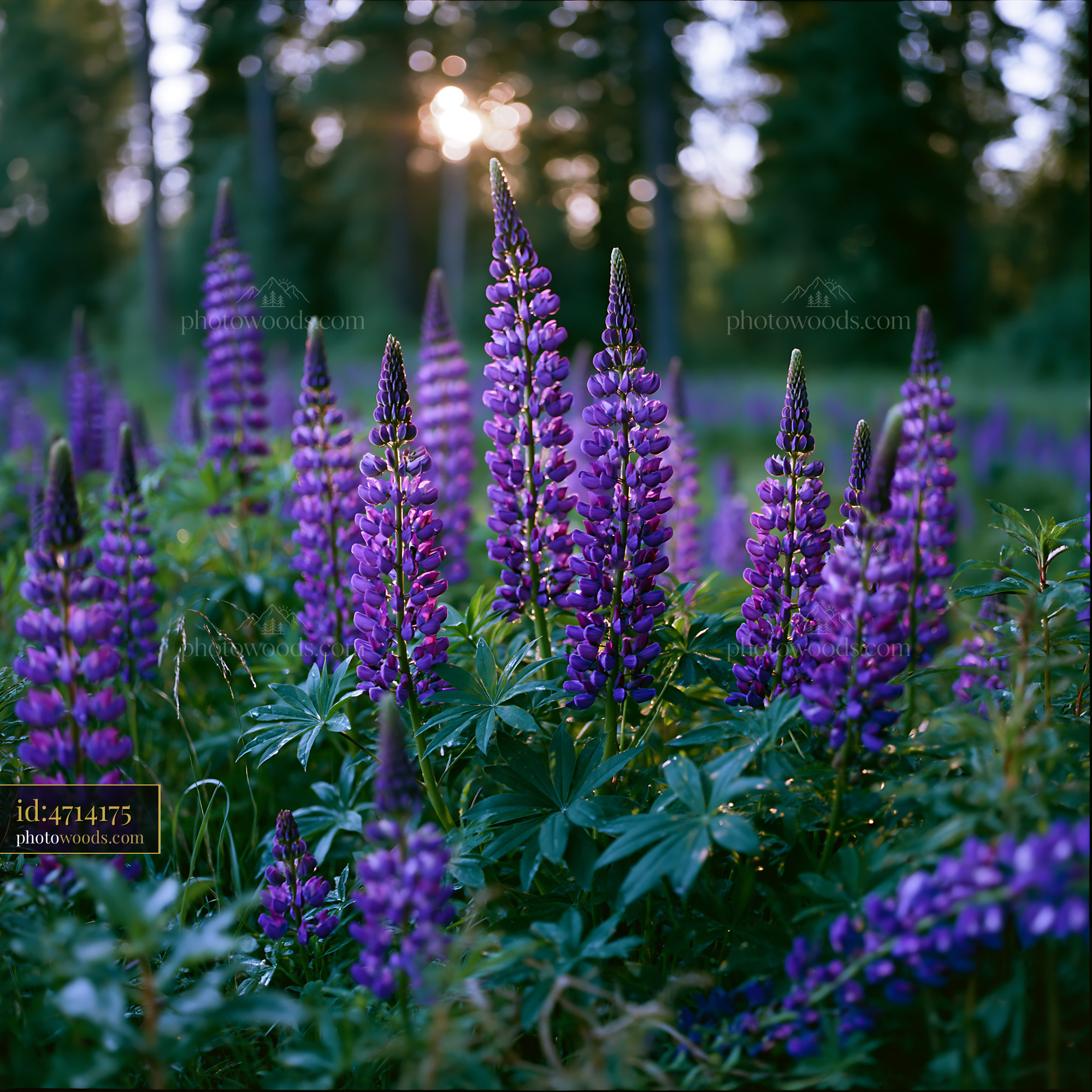 Lupine Flowers Blooming in Meadow During Golden Hour