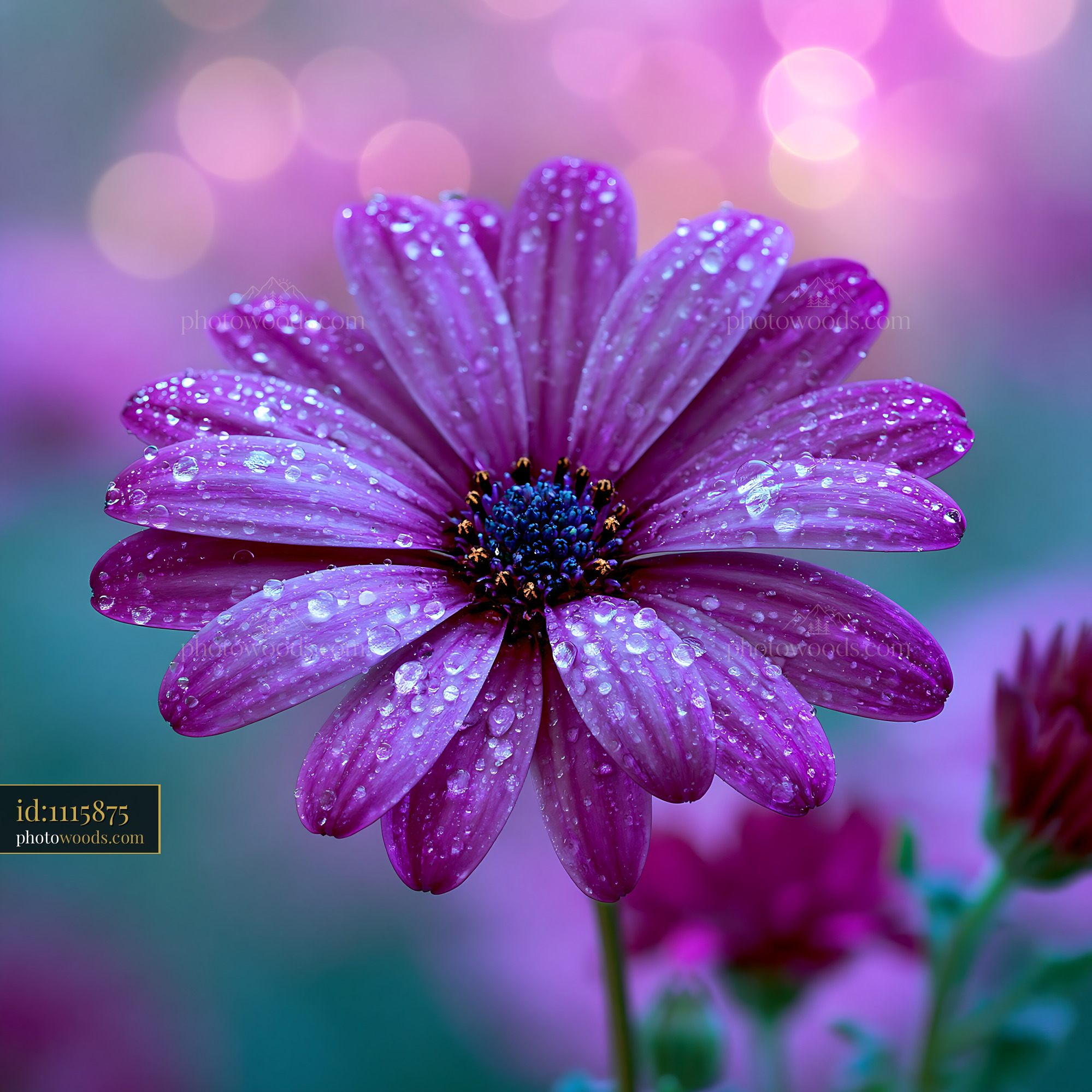 Purple Flower With Raindrops Against a Blurred Background