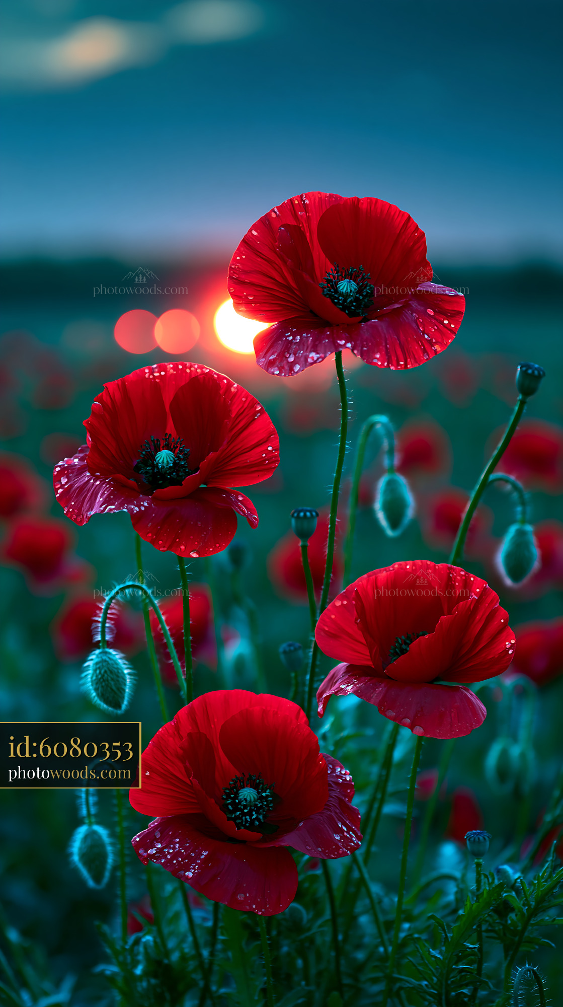 Red Poppies Stand Tall in a Field at Sunset With Droplets