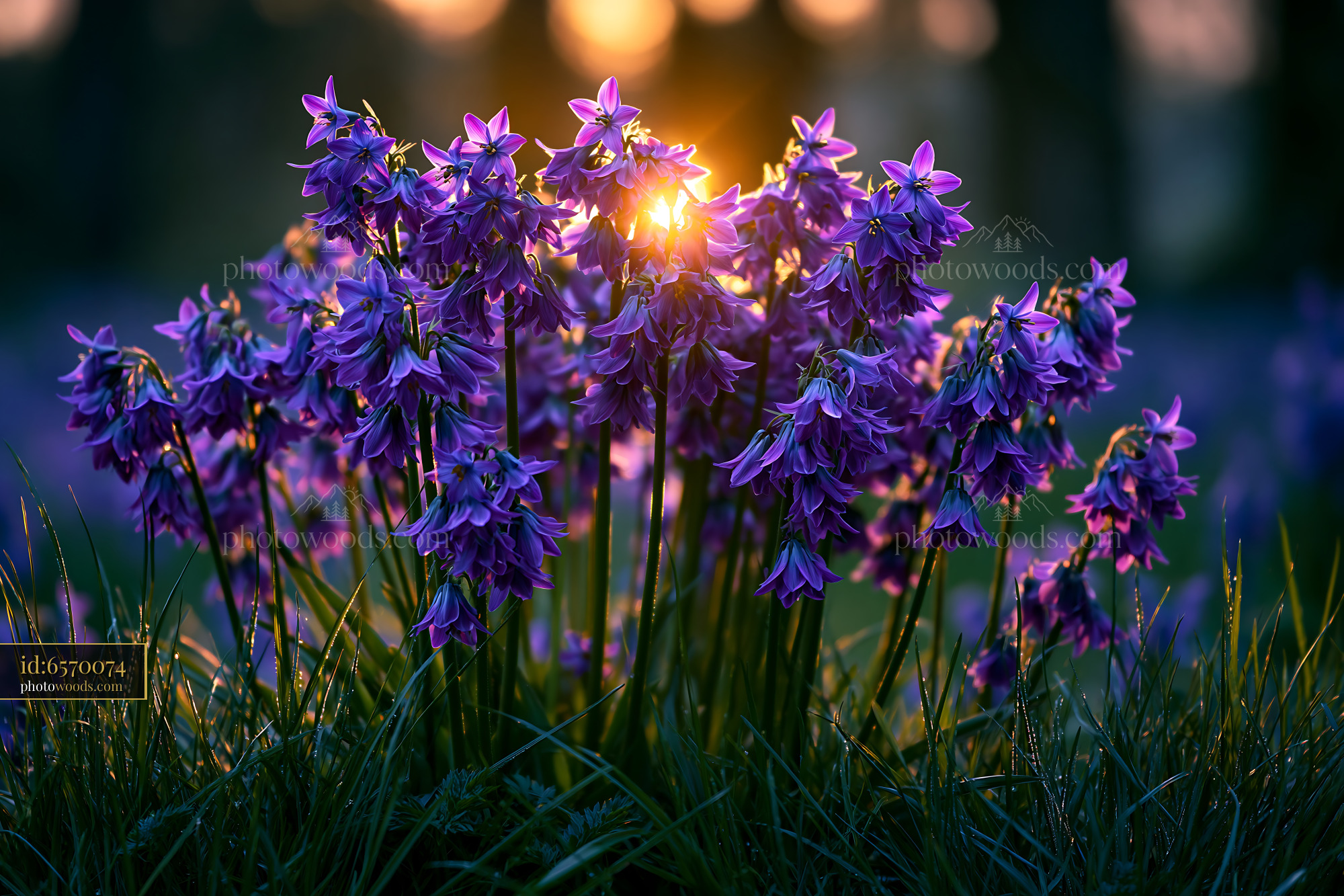 Purple Flowers Bloom Under Sunlight in a Garden at Sunset