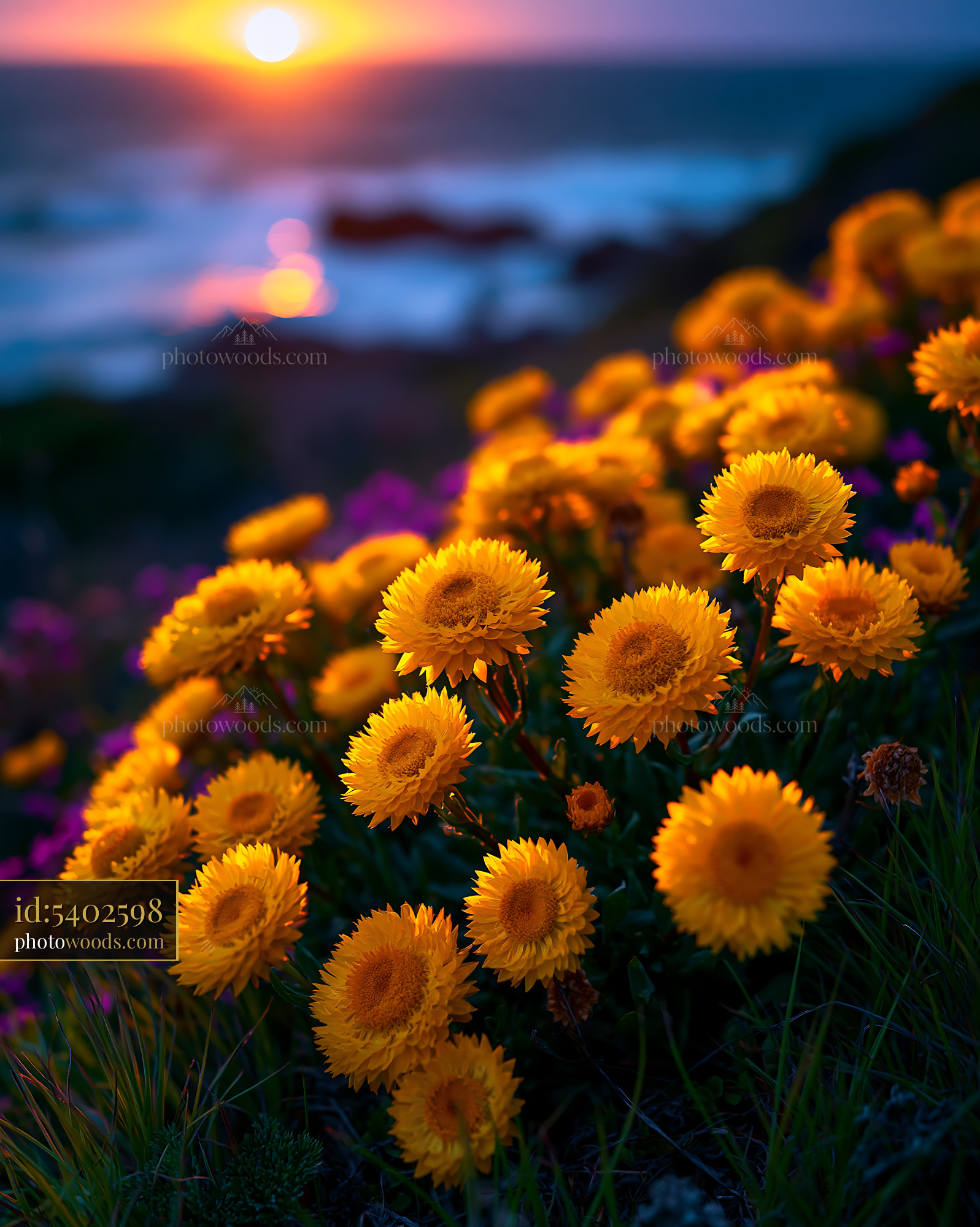 Yellow Flowers Bloom During Sunset Along a Coastal Landscape