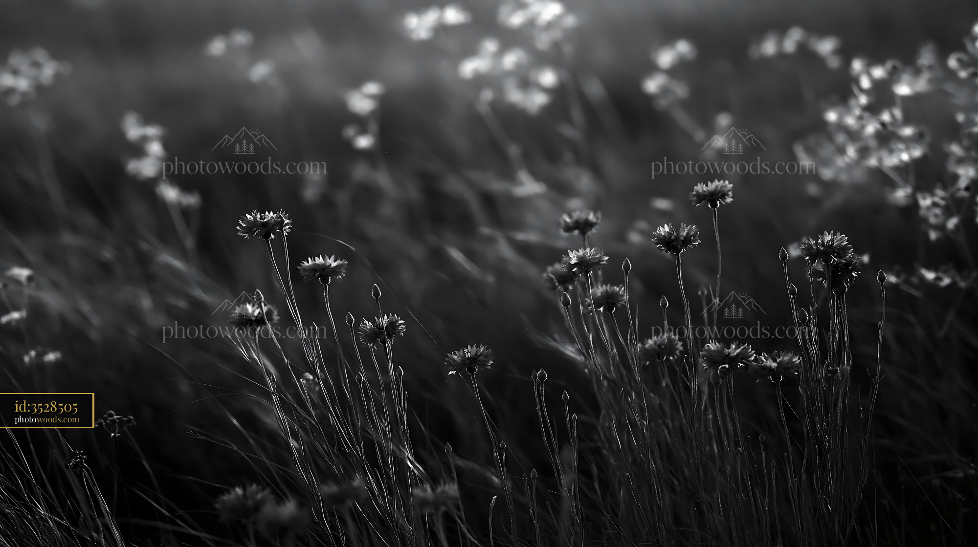 Violet Wildflowers Blooming in a Meadow During Late Afternoon