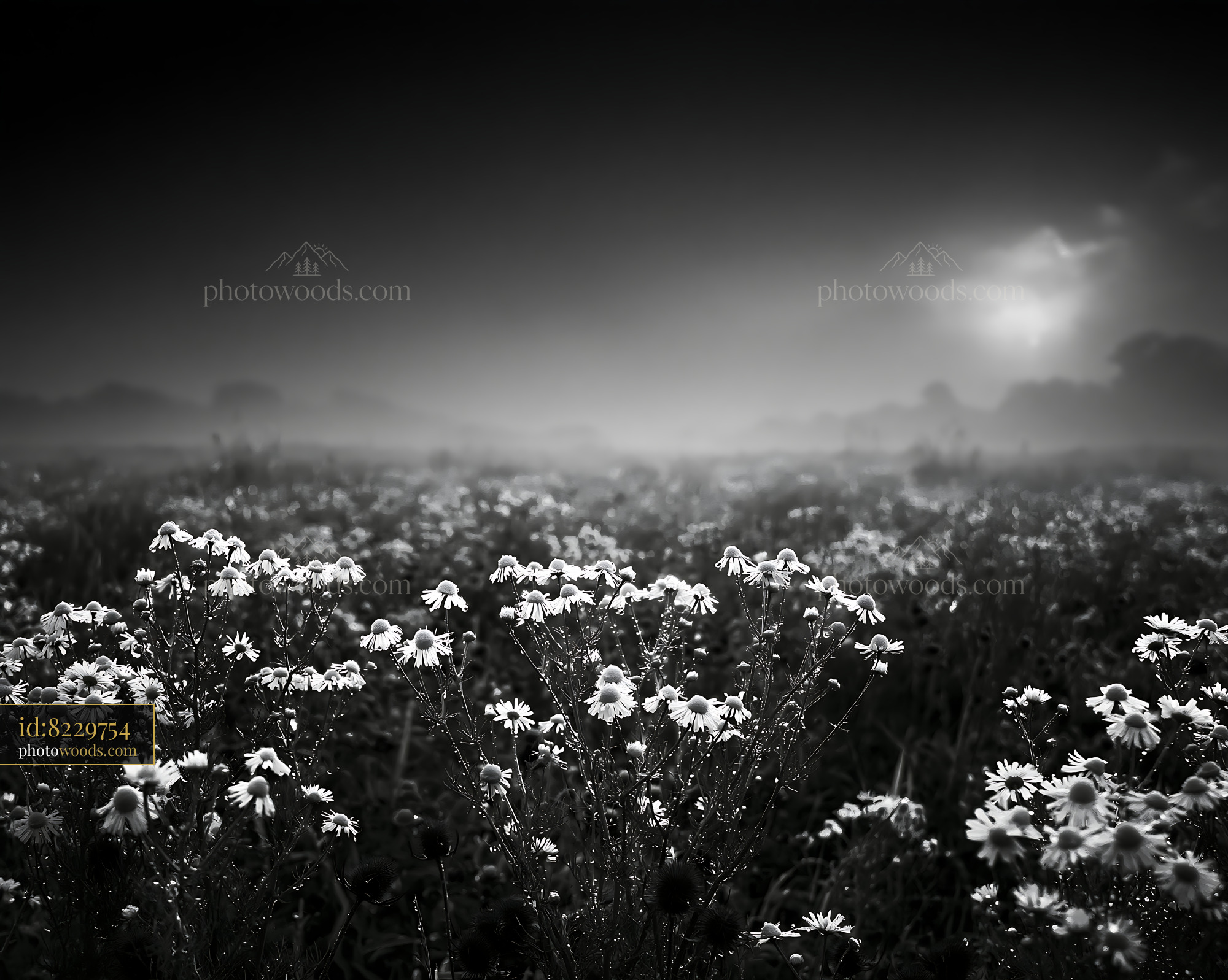 Daisy Flowers in a Foggy Meadow During the Morning