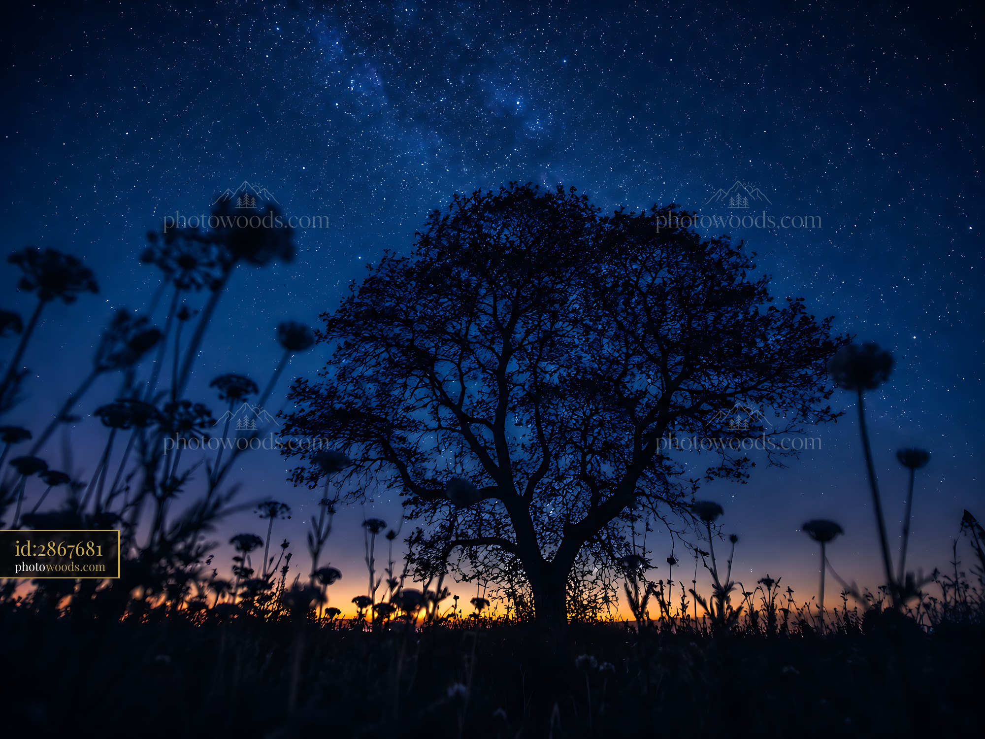 Tree Stands in Silhouette Against Night Sky Full of Stars