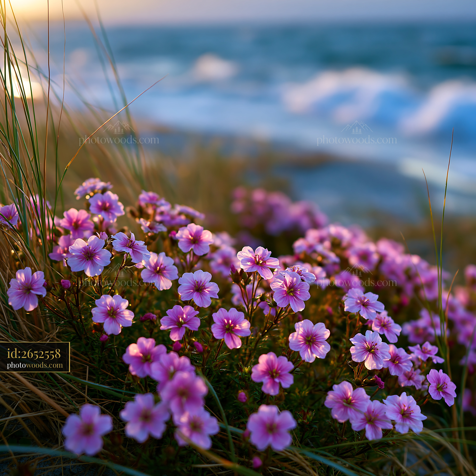 Flowers Bloom by the Ocean Shore During Sunset