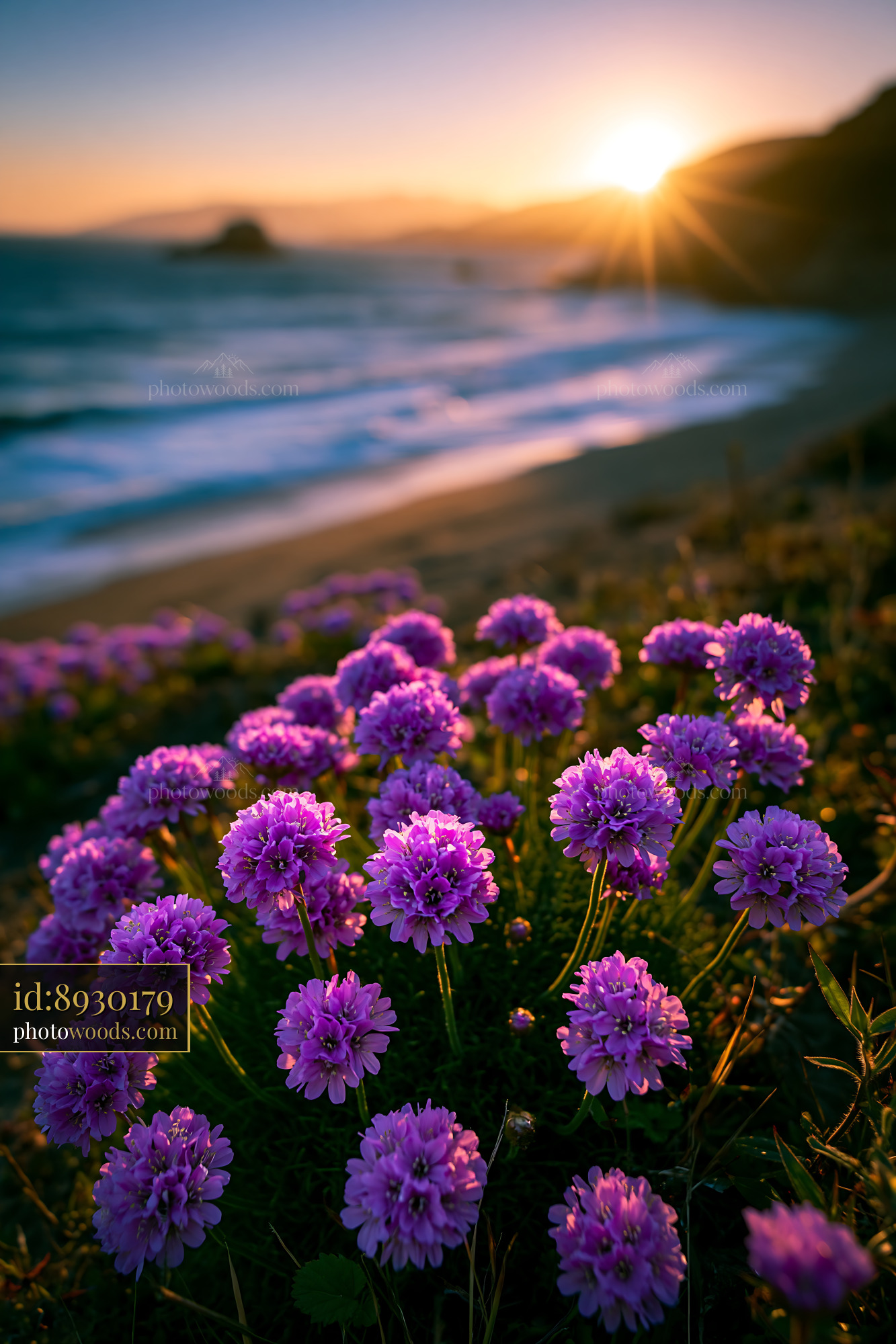 Purple Flowers Bloom by the Beach at Sunset Near the Waves