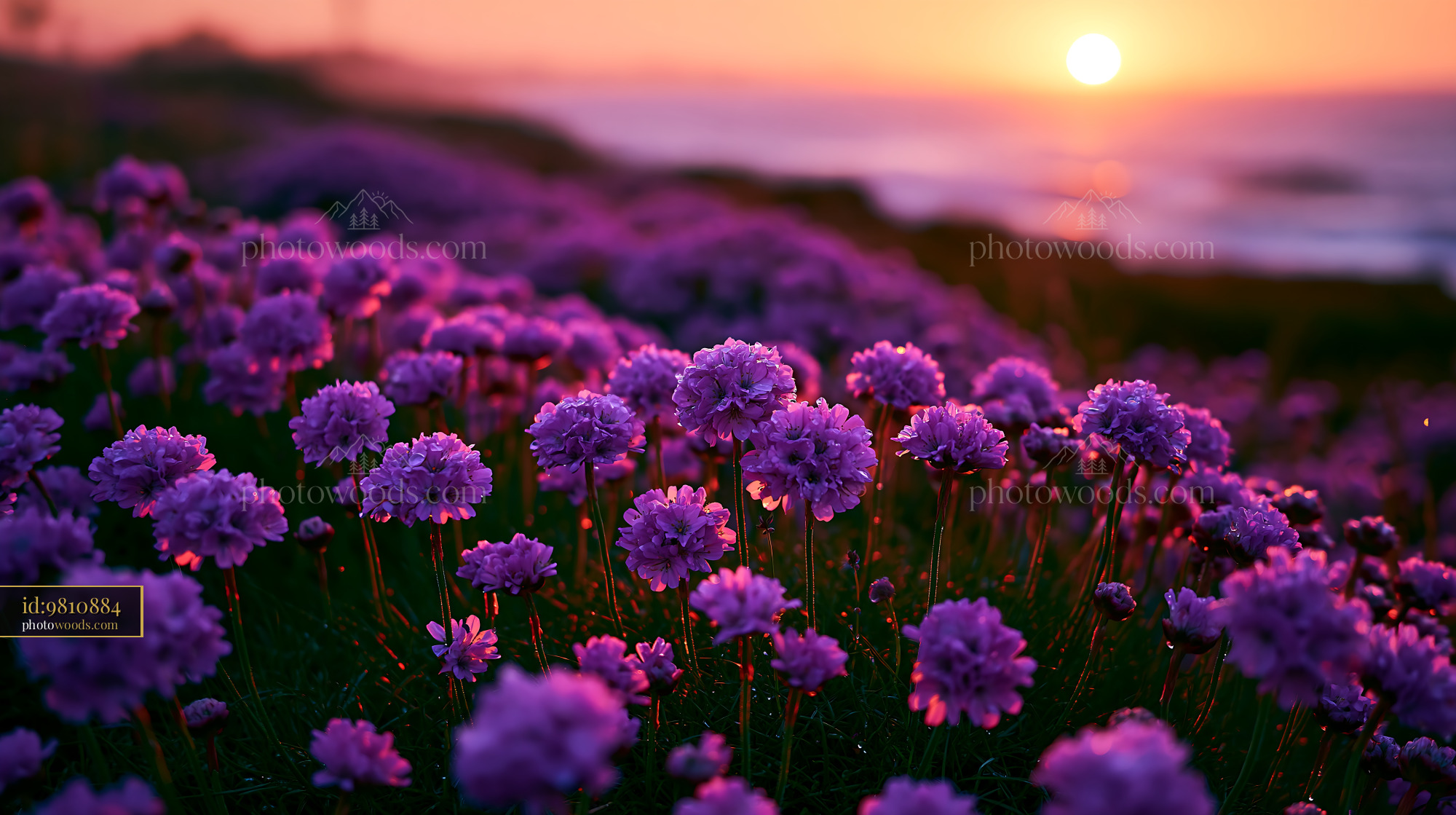 Flowers Bloom at Sunset Along the Coast With Soft Light