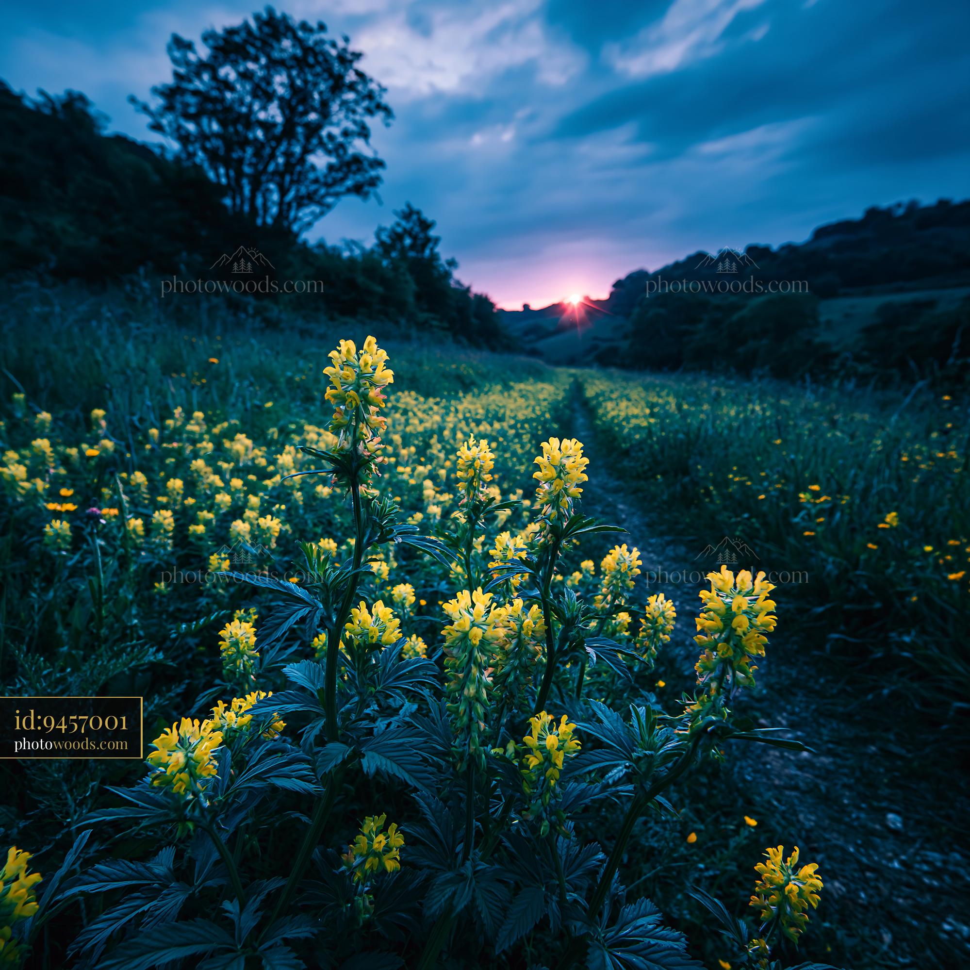 Yellow Rattle Flower in a Meadow During Twilight Hours