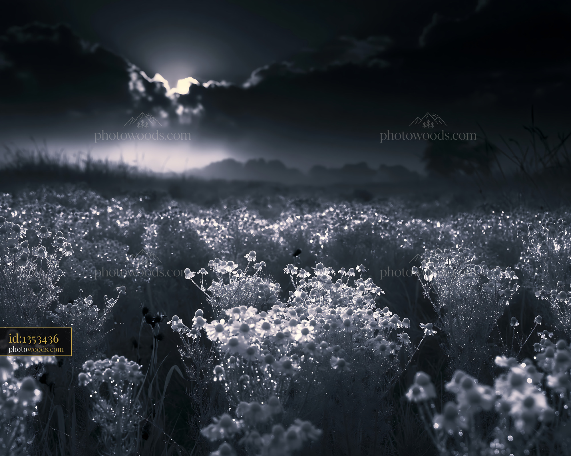 Chamomile Wildflower Field at Dawn With Morning Dew and Mist