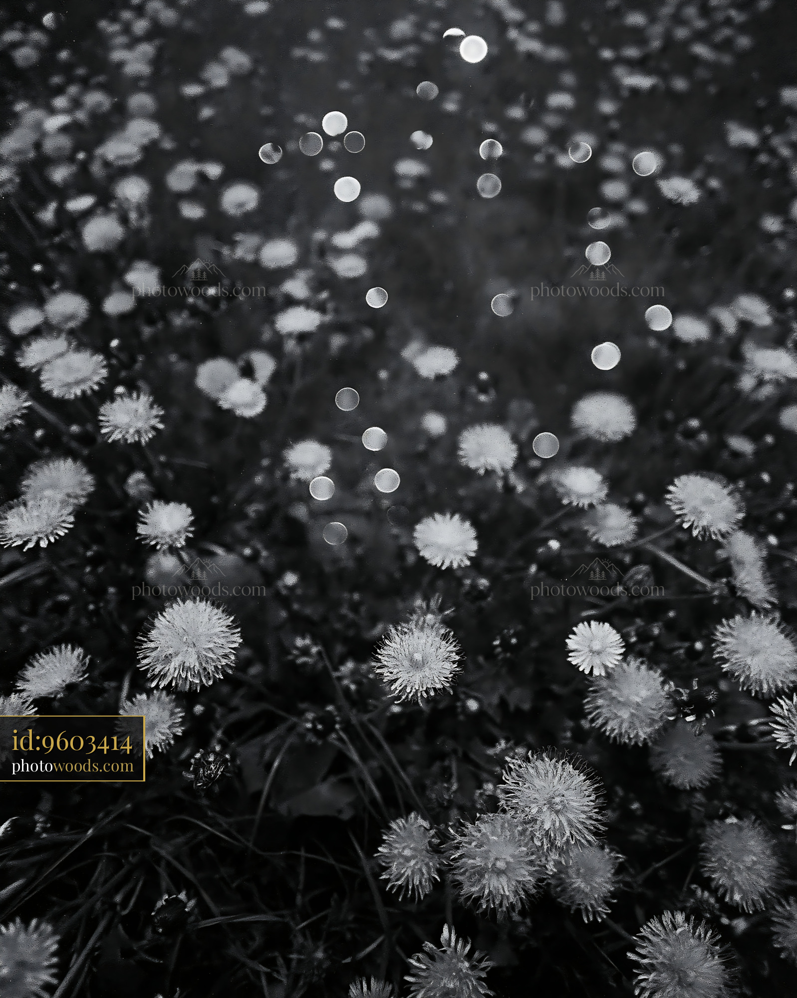 Dandelion Blooms in a Meadow During Spring Season