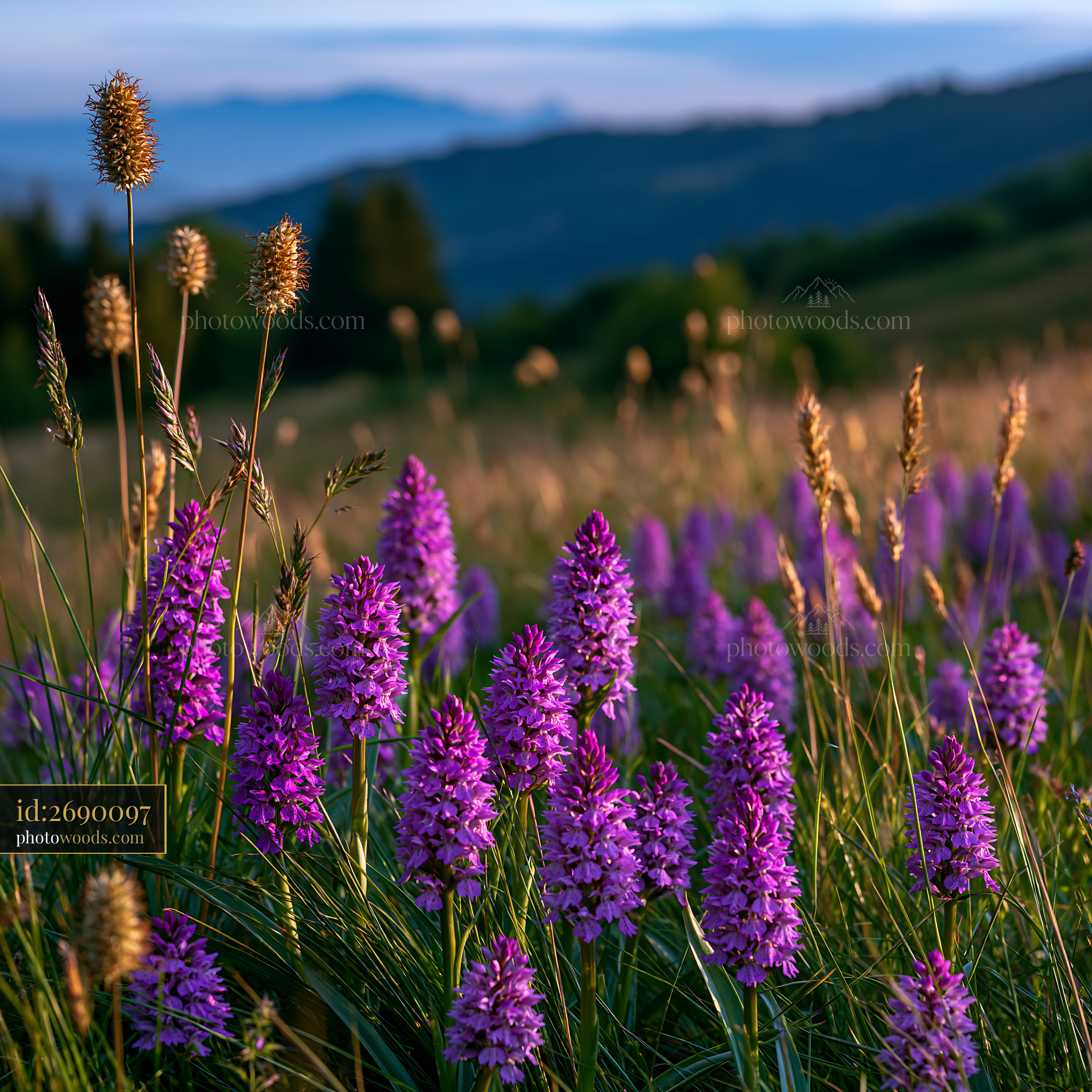 Meadow of Fragrant Vanilla Orchids in the Alps