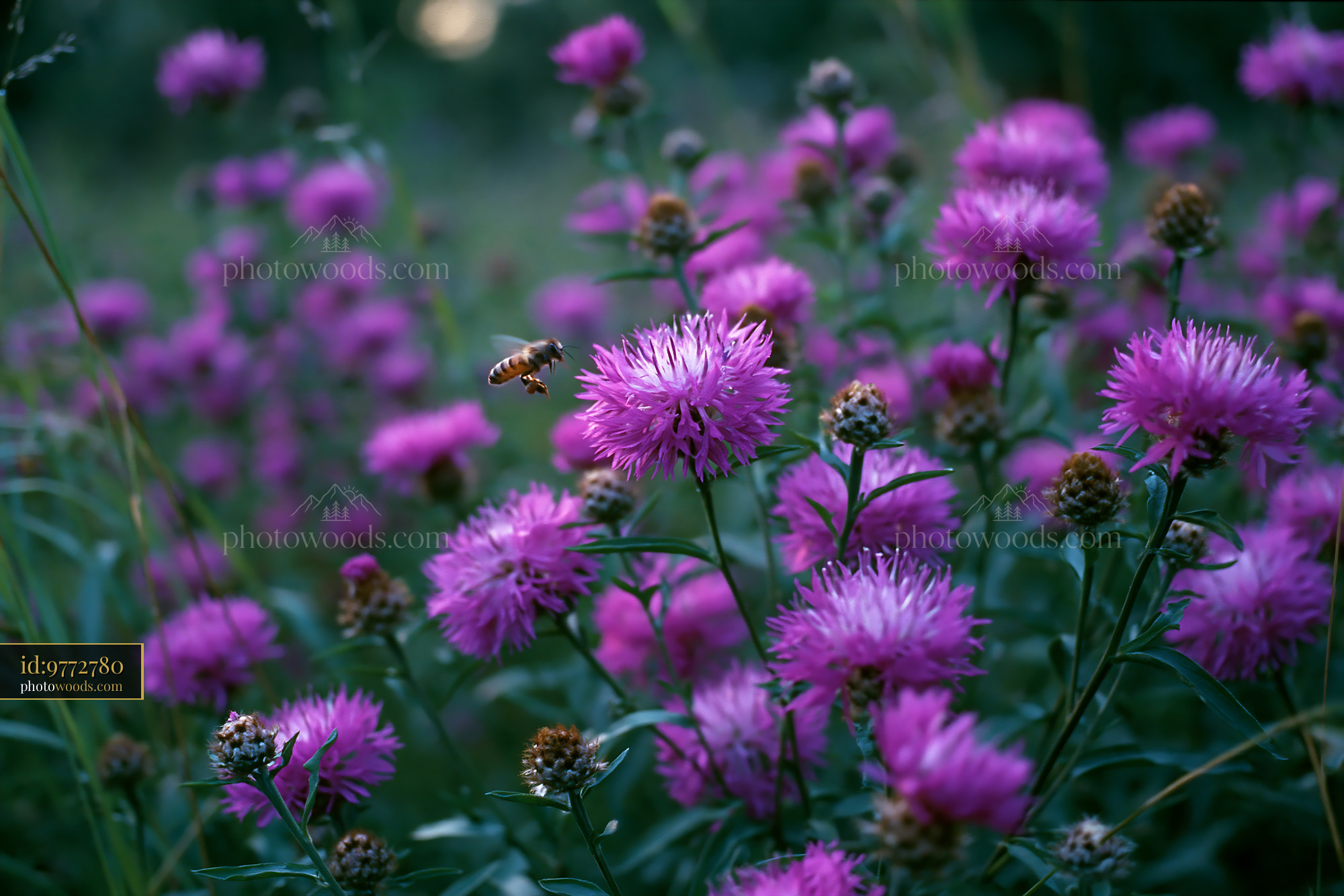Knapweed Blooming in Spring Meadow With Bee