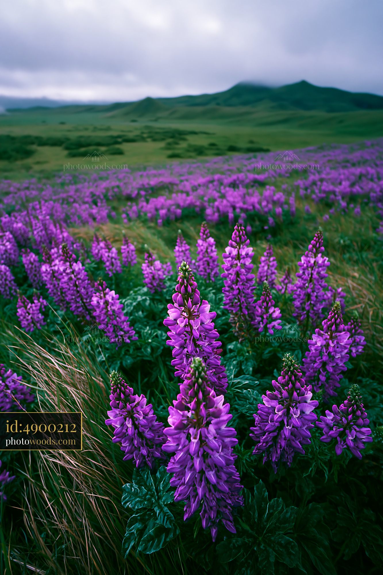 Lupine Flowers Blooming in a Field During Springtime