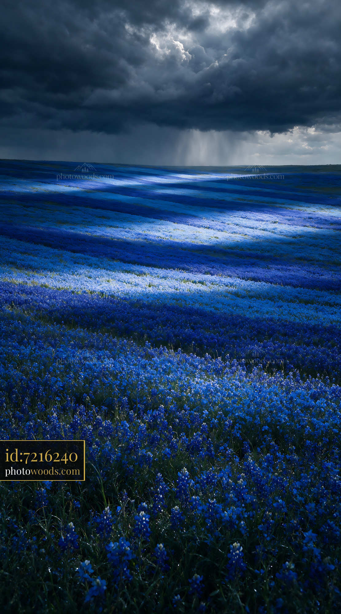 Bluebonnet Flowers Blooming in a Field Under Stormy Sky