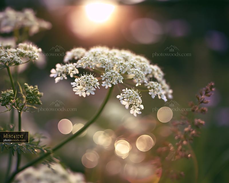Cow Parsley Blooming in Meadow During Golden Hour
