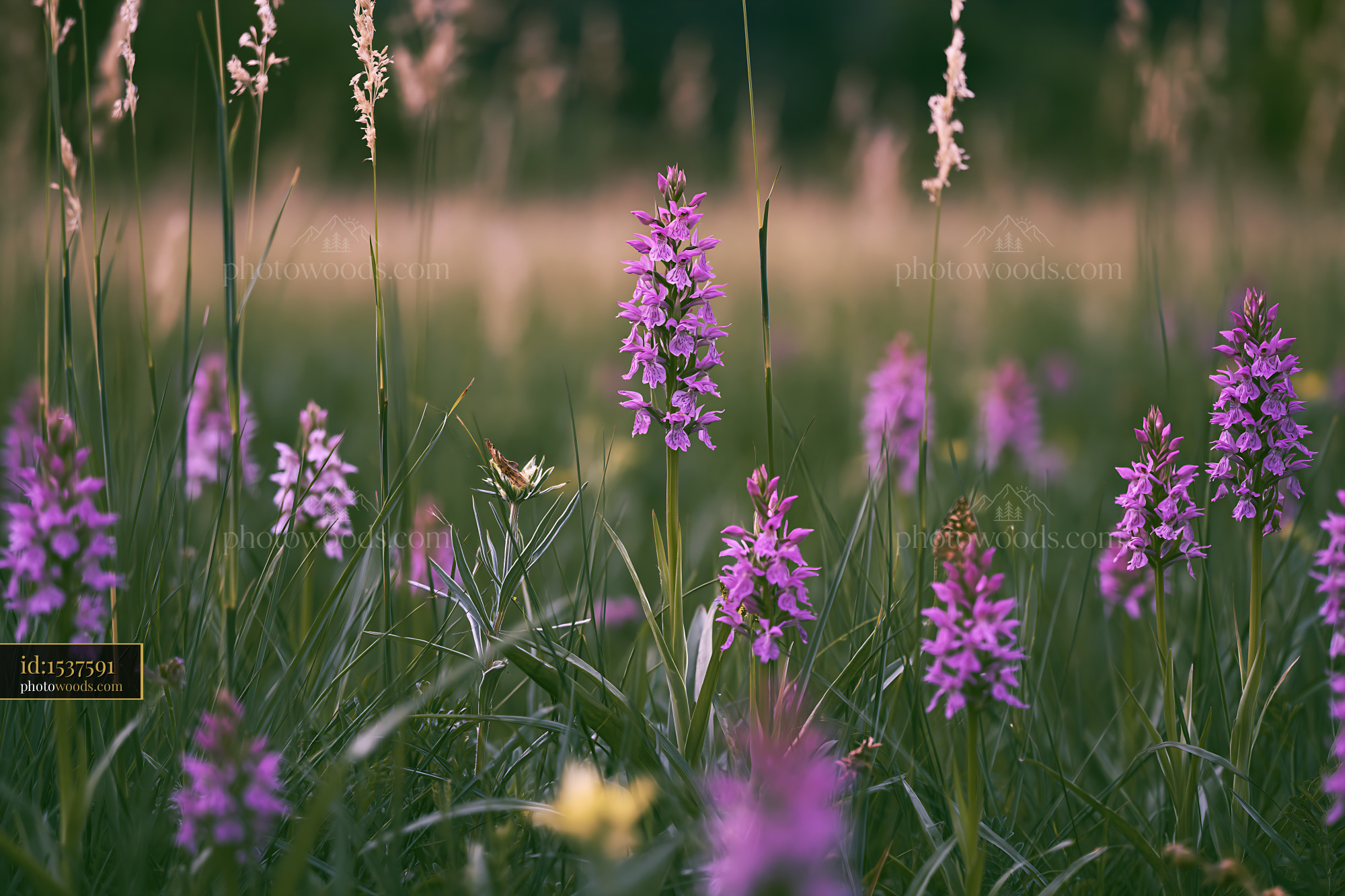 Purple Orchid Flowers in a Meadow During Springtime