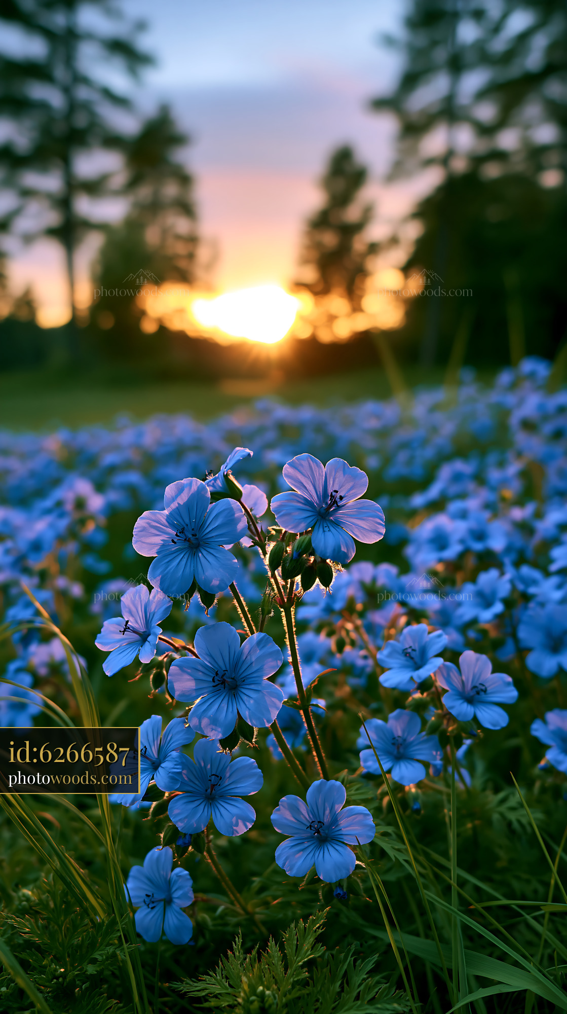 Blue Flowers Bloom in a Field at Sunset With Golden Light