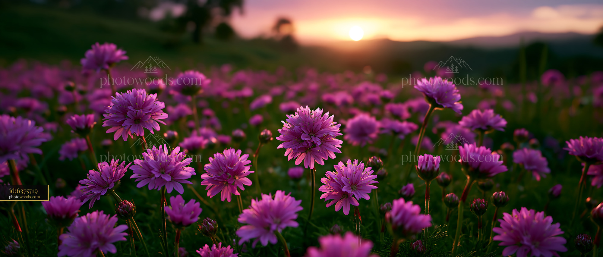 Purple Flowers Bloom at Sunset in a Vibrant Natural Setting