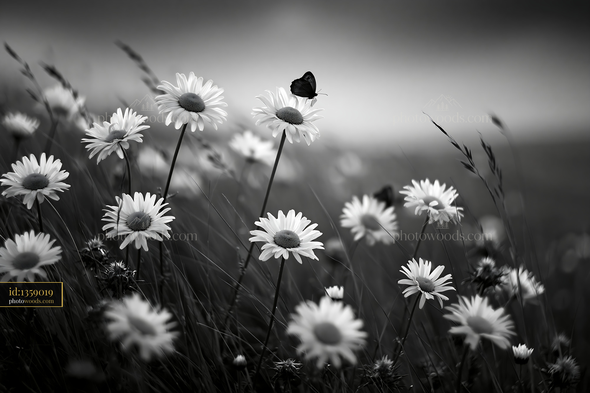 Wildflower Meadow With Daisies and Butterfly at Dusk